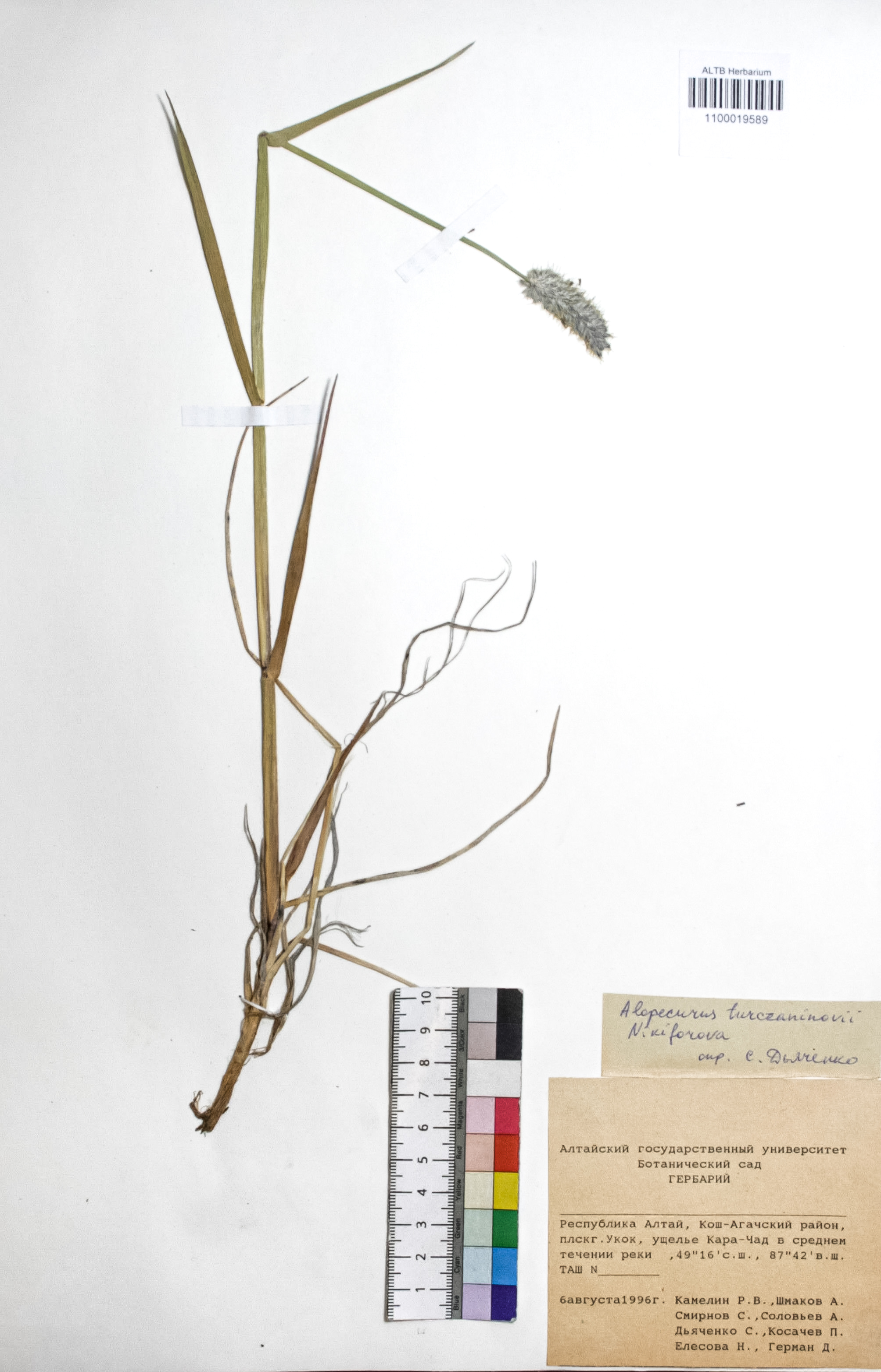 Alopecurus turczaninovii O.D.Nikif.