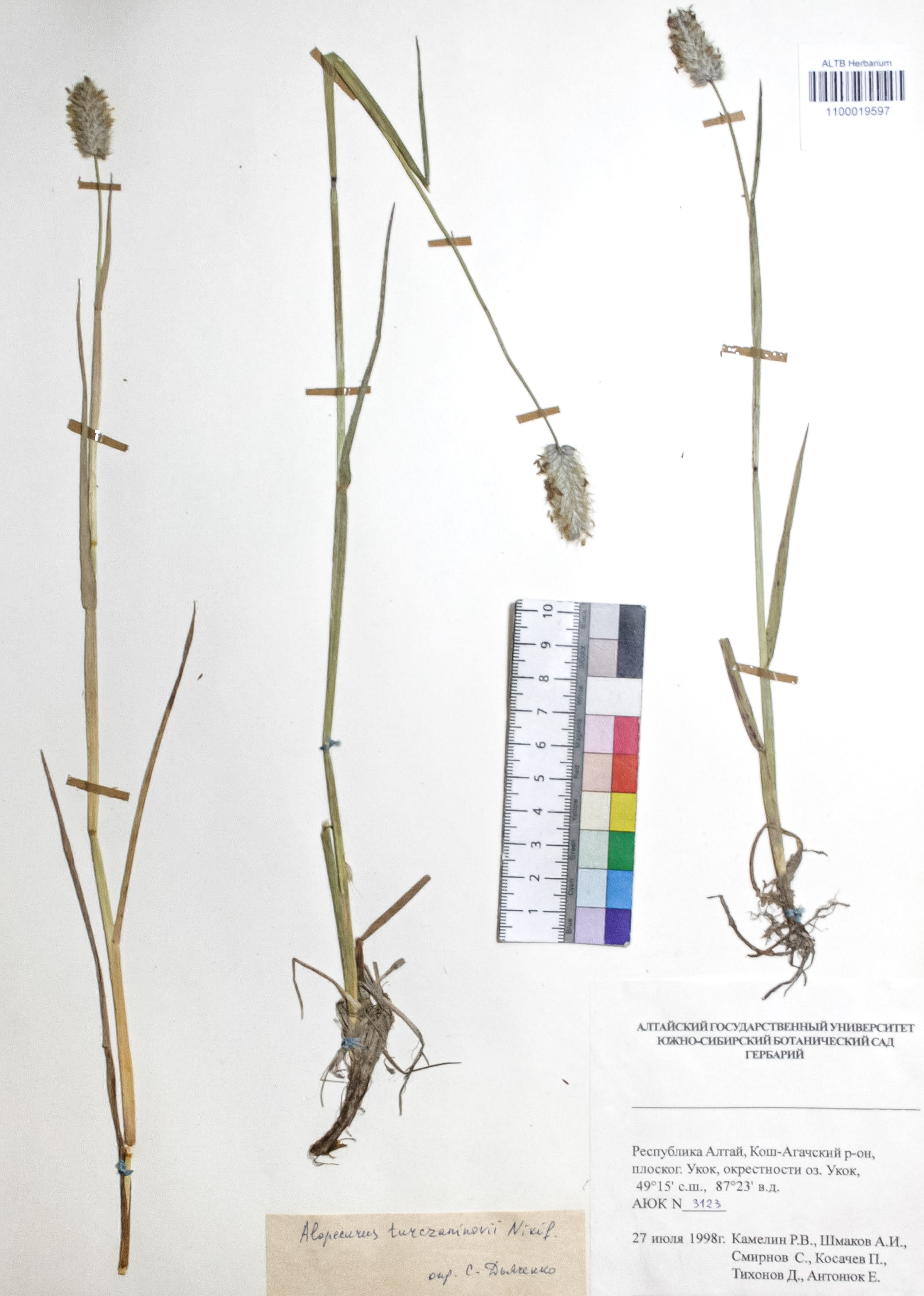 Alopecurus turczaninovii O.D.Nikif.