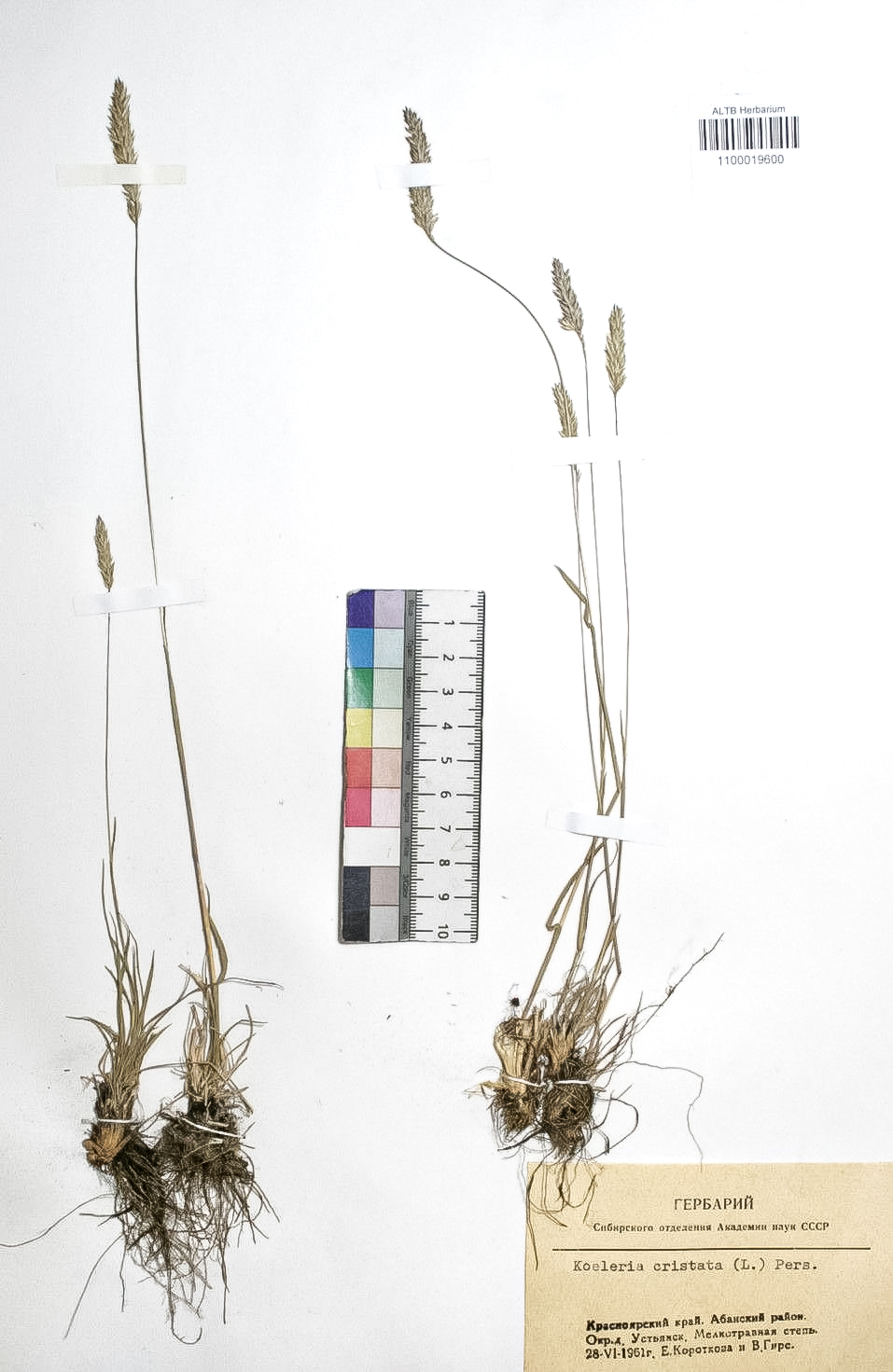 Koeleria cristata (L.) Pers. s. str.