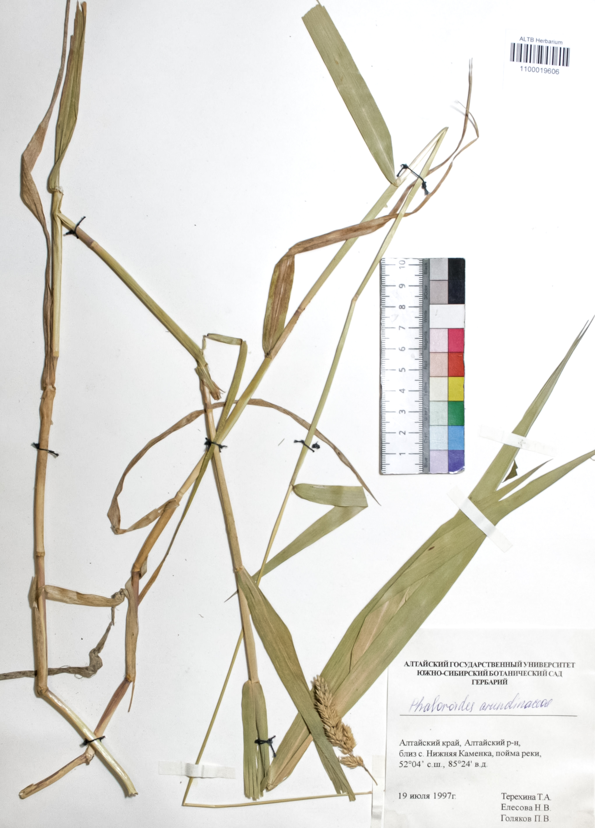 Phalaroides arundinacea (L.) Rausch