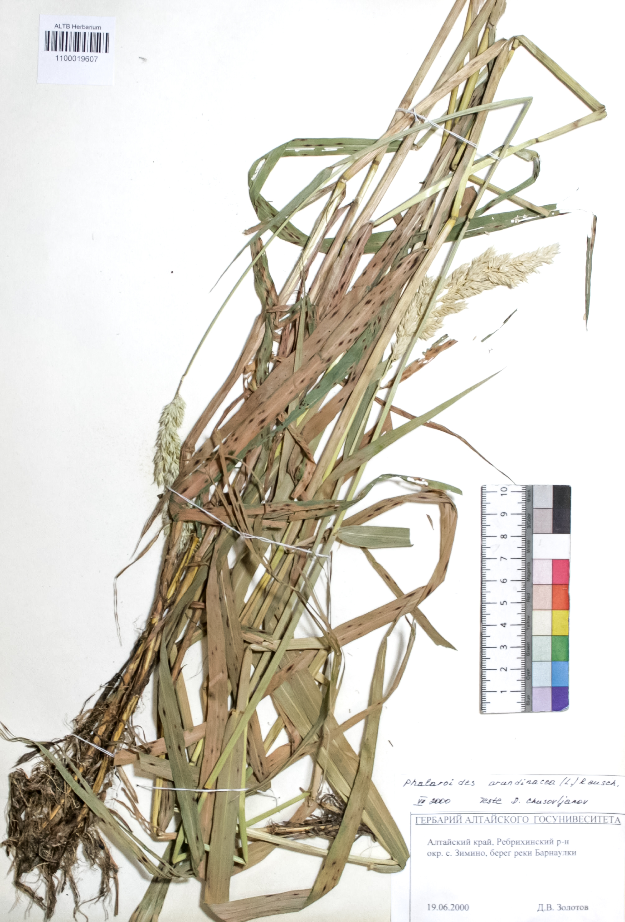 Phalaroides arundinacea (L.) Rausch