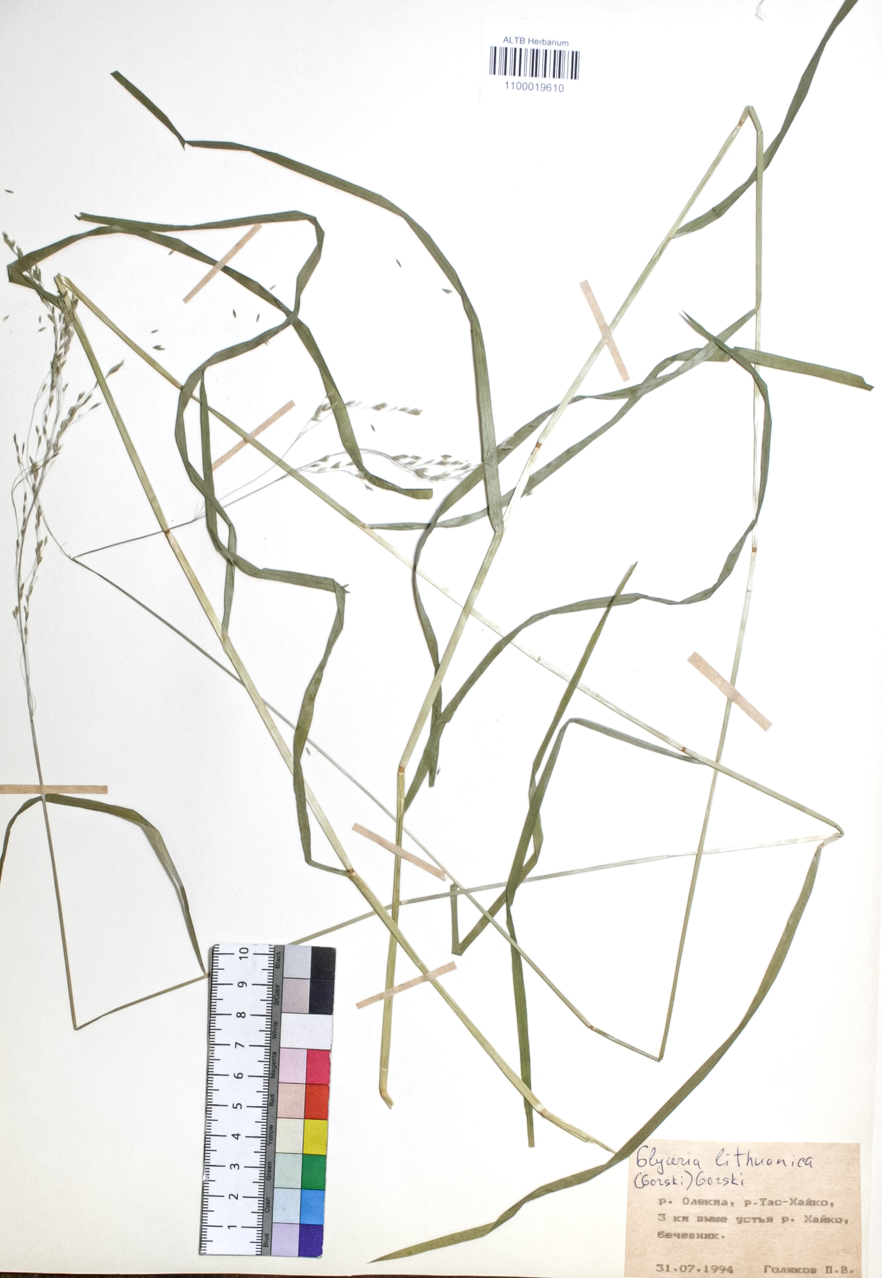 Poaceae,Glyceria lithuanica (Gorski) Gorski.