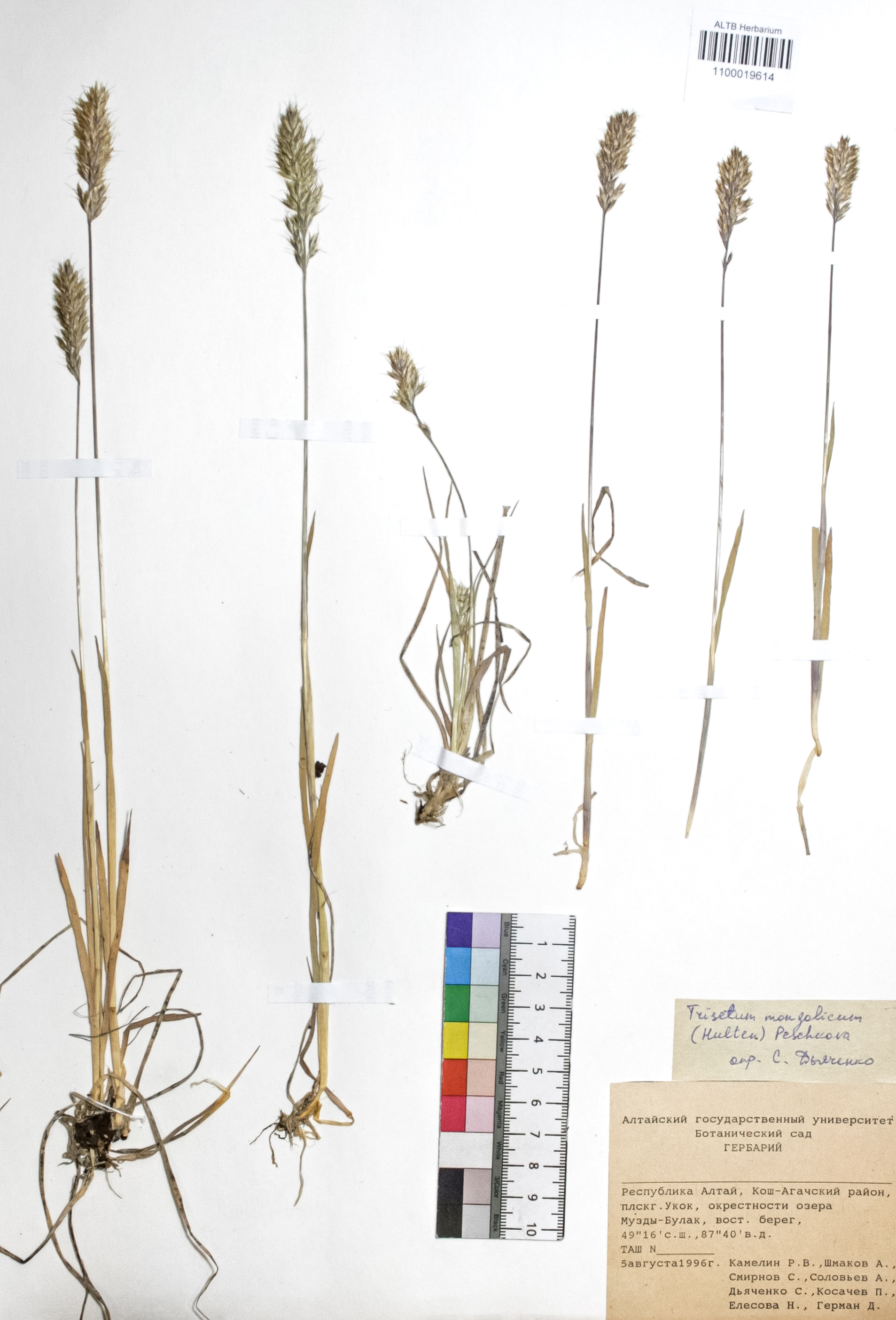 Trisetum mongolicum (Hultén) Peschkova