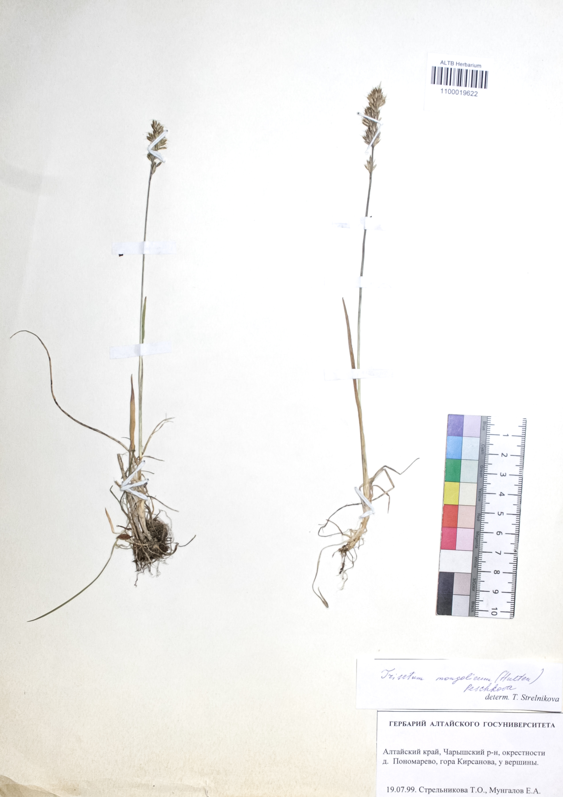Trisetum spicatum (L.) K. Richt.