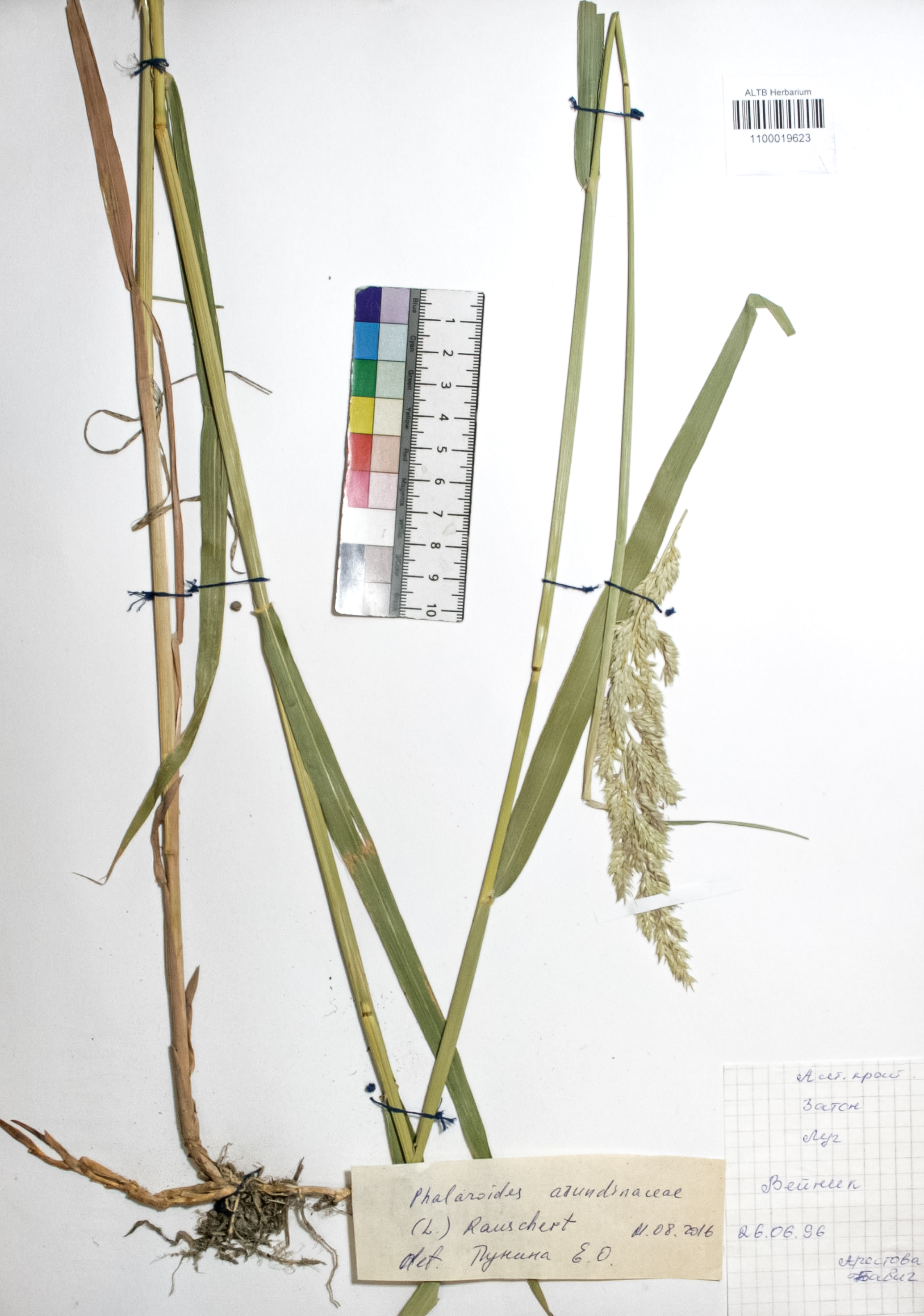 Phalaroides arundinacea (L.) Rausch