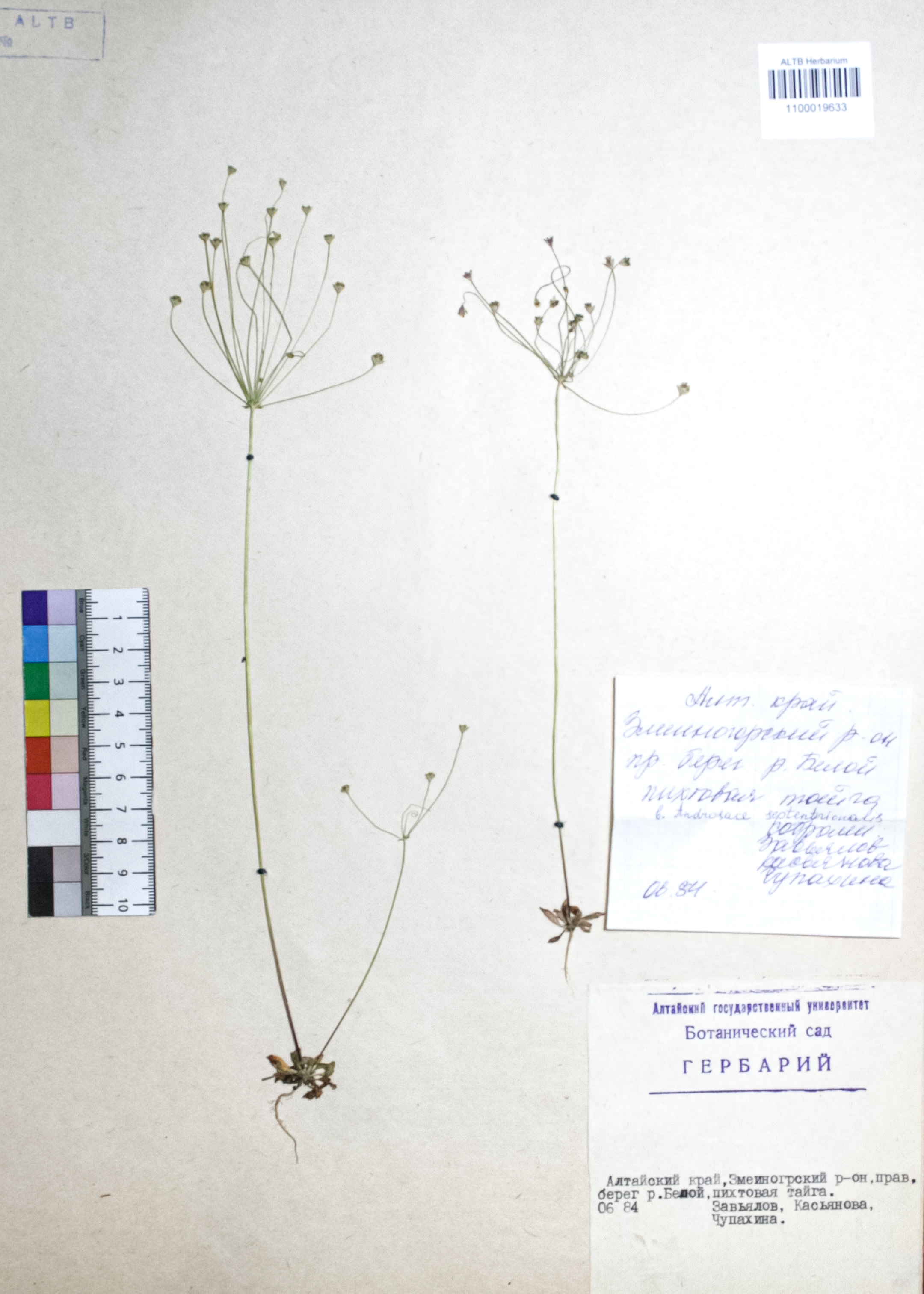Androsace septentrionalis L.
