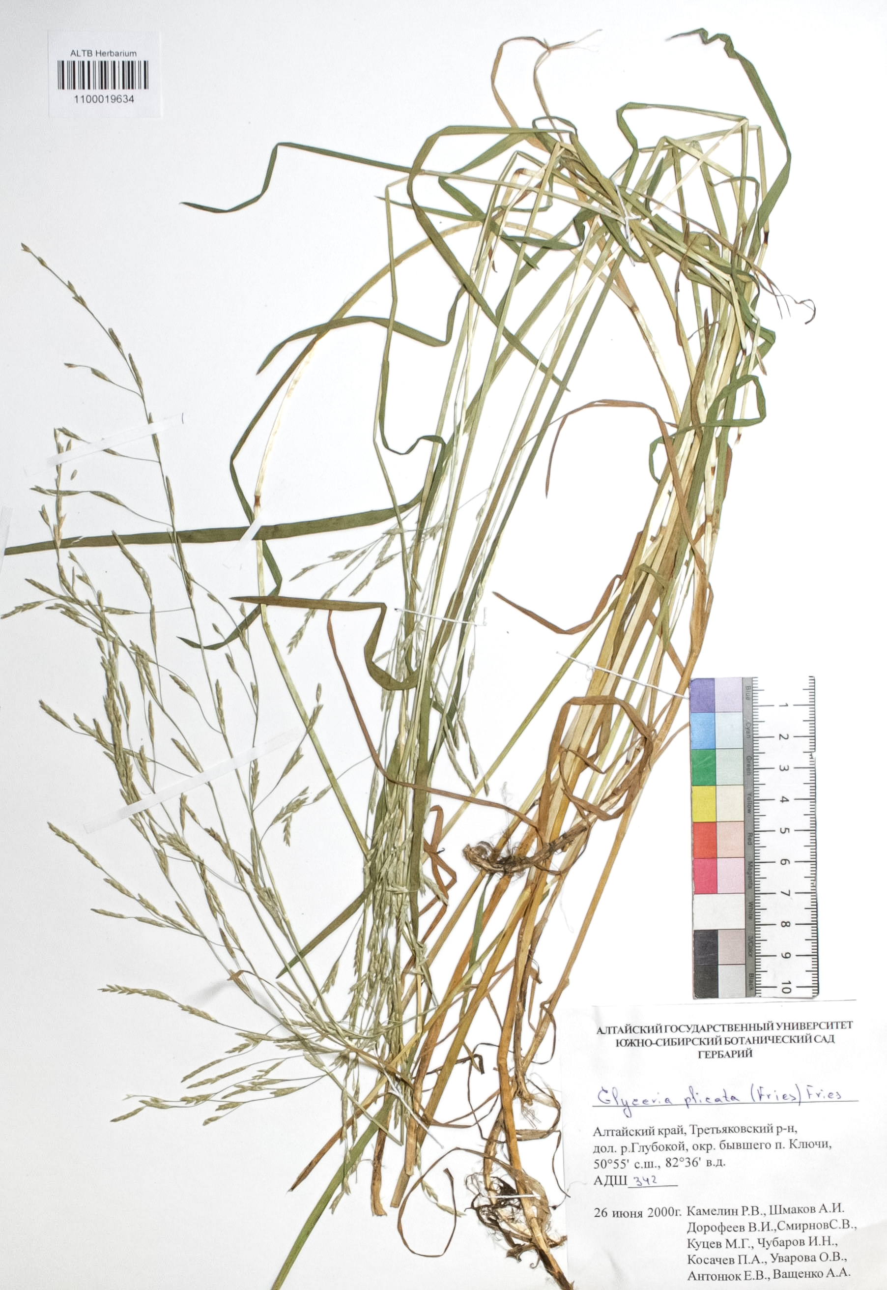 Glyceria plicata (Fries) Fries