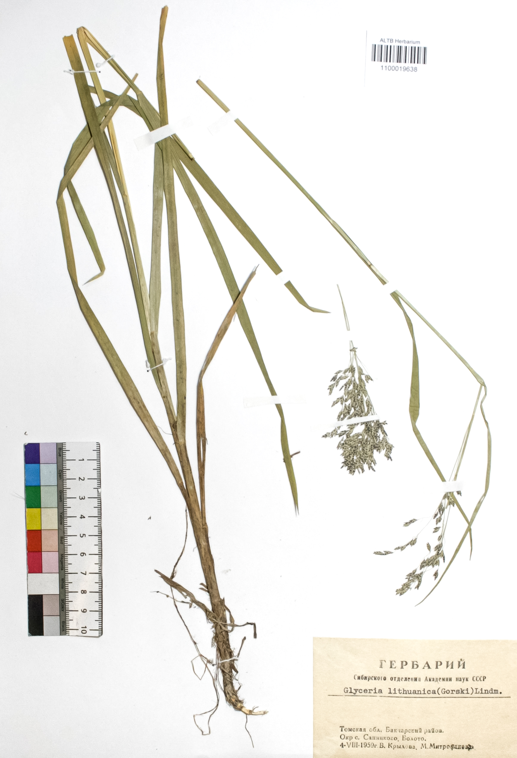 Poaceae,Glyceria lithuanica (Gorski) Gorski.