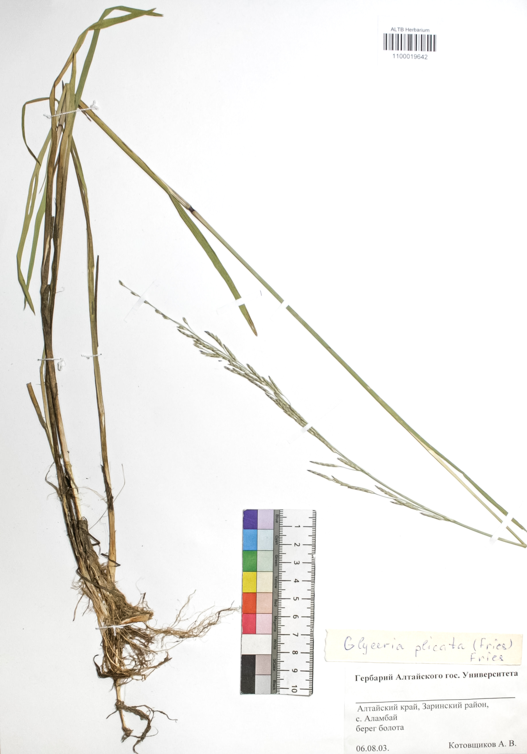 Glyceria plicata (Fries) Fries