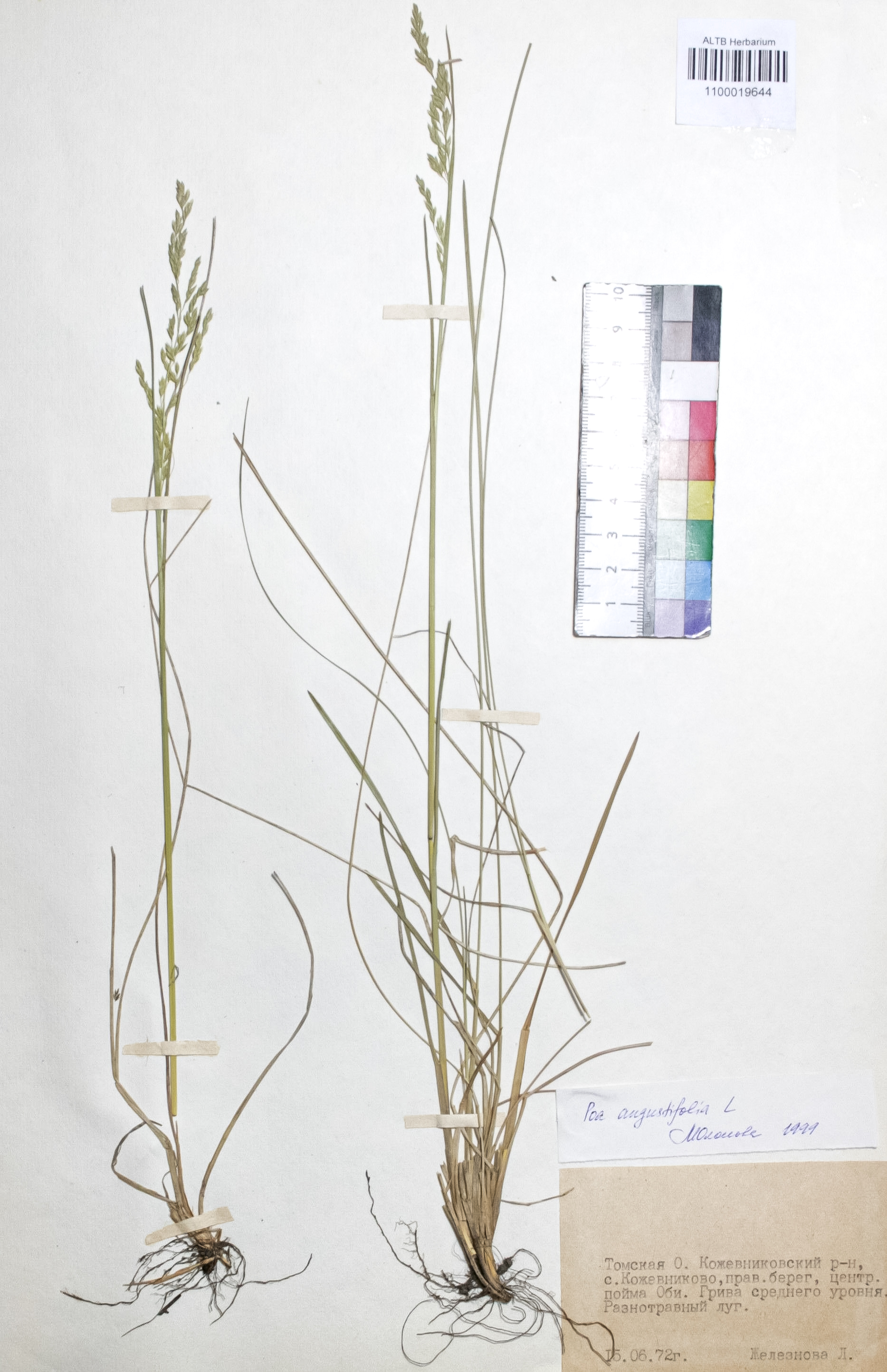 Poa angustifolia L.