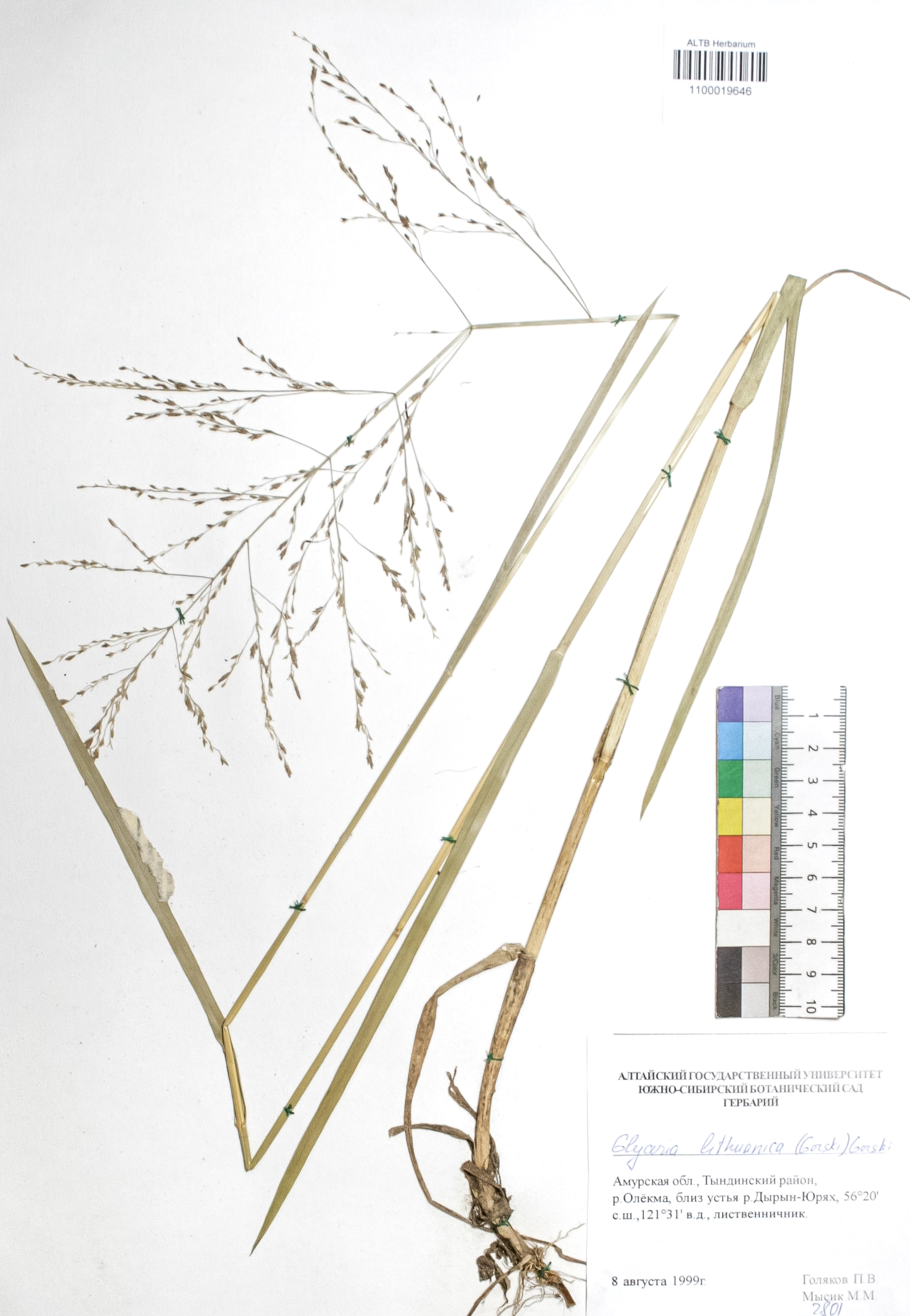 Poaceae,Glyceria lithuanica (Gorski) Gorski.