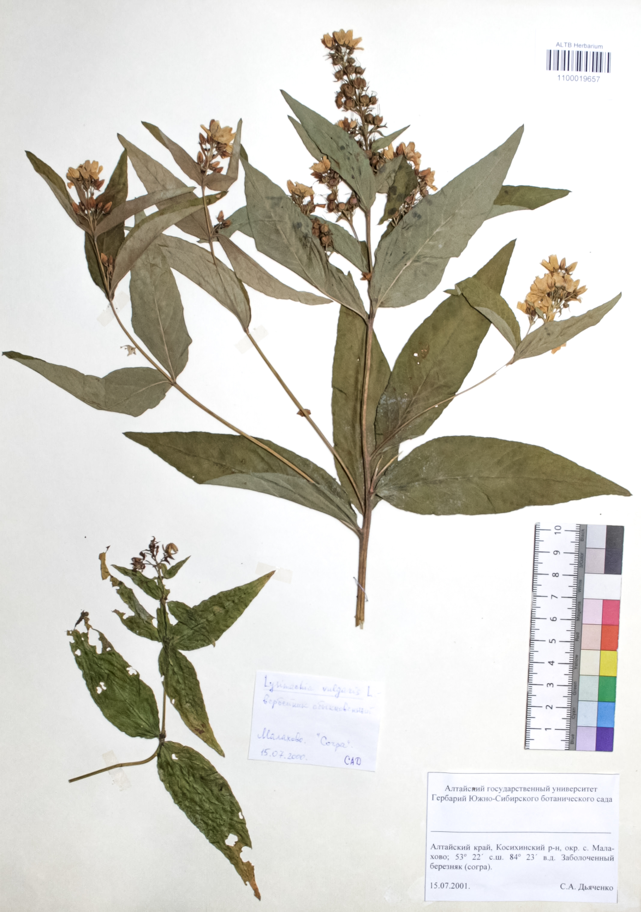 Lysimachia vulgaris L.