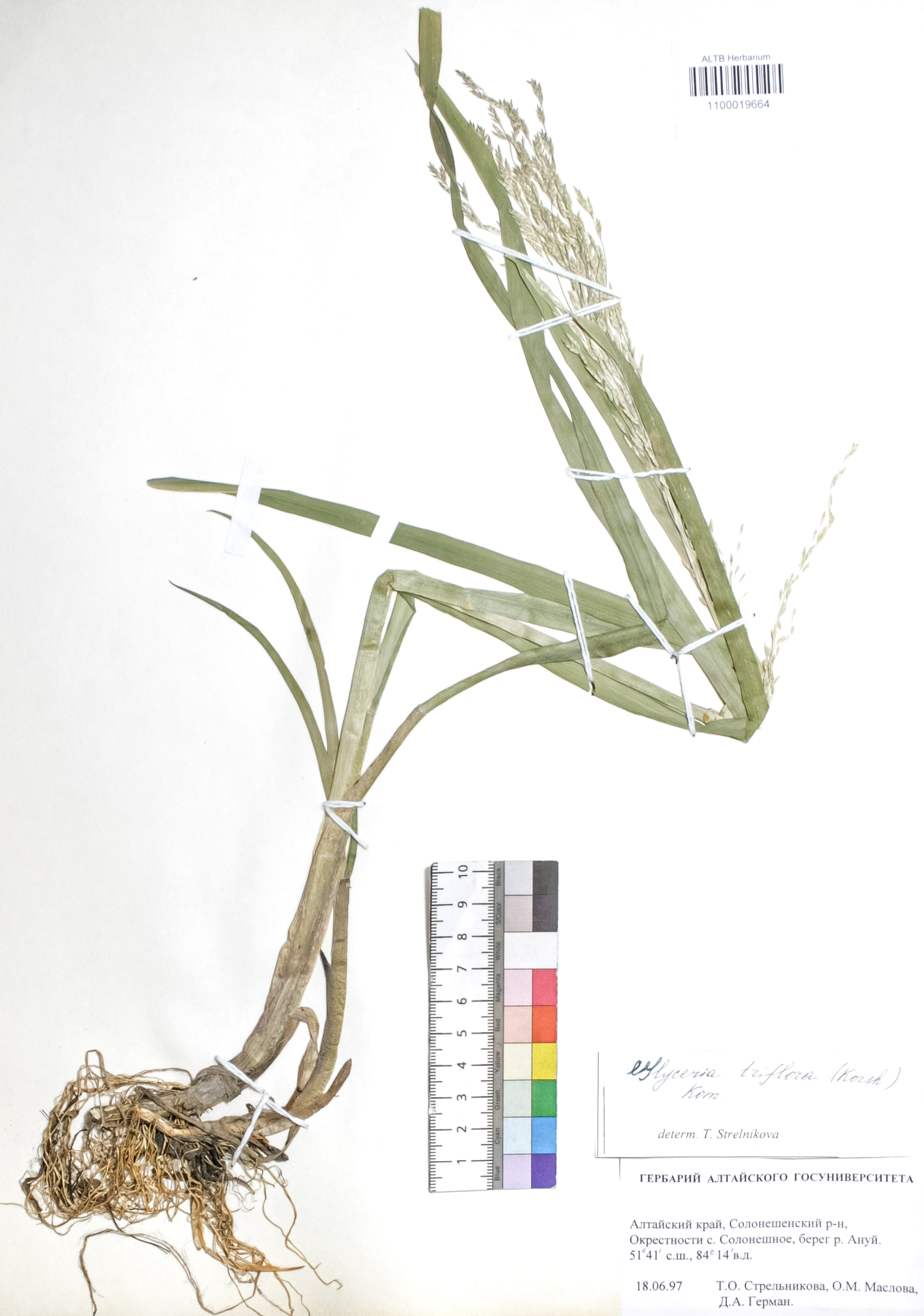 Glyceria triflora (Korsh.) Kom.