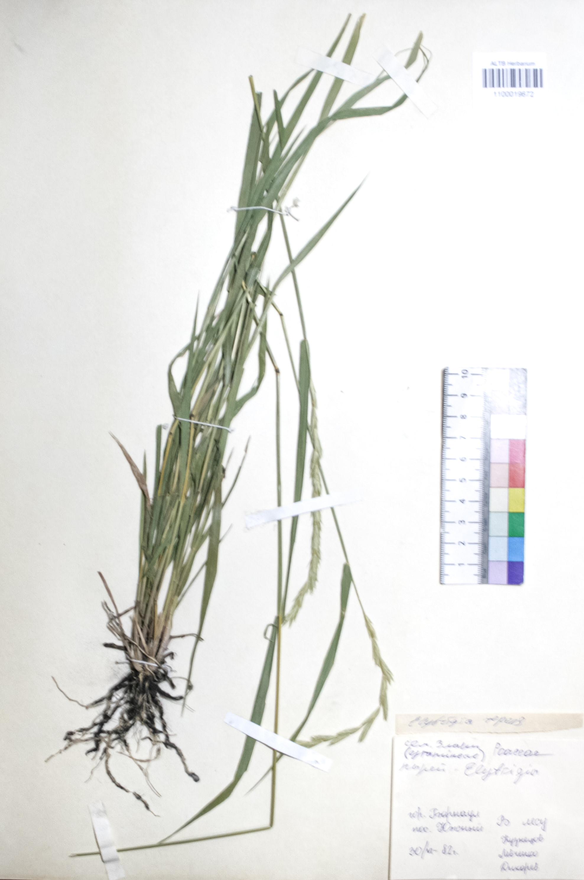 Elytrigia repens (L.) Nevski