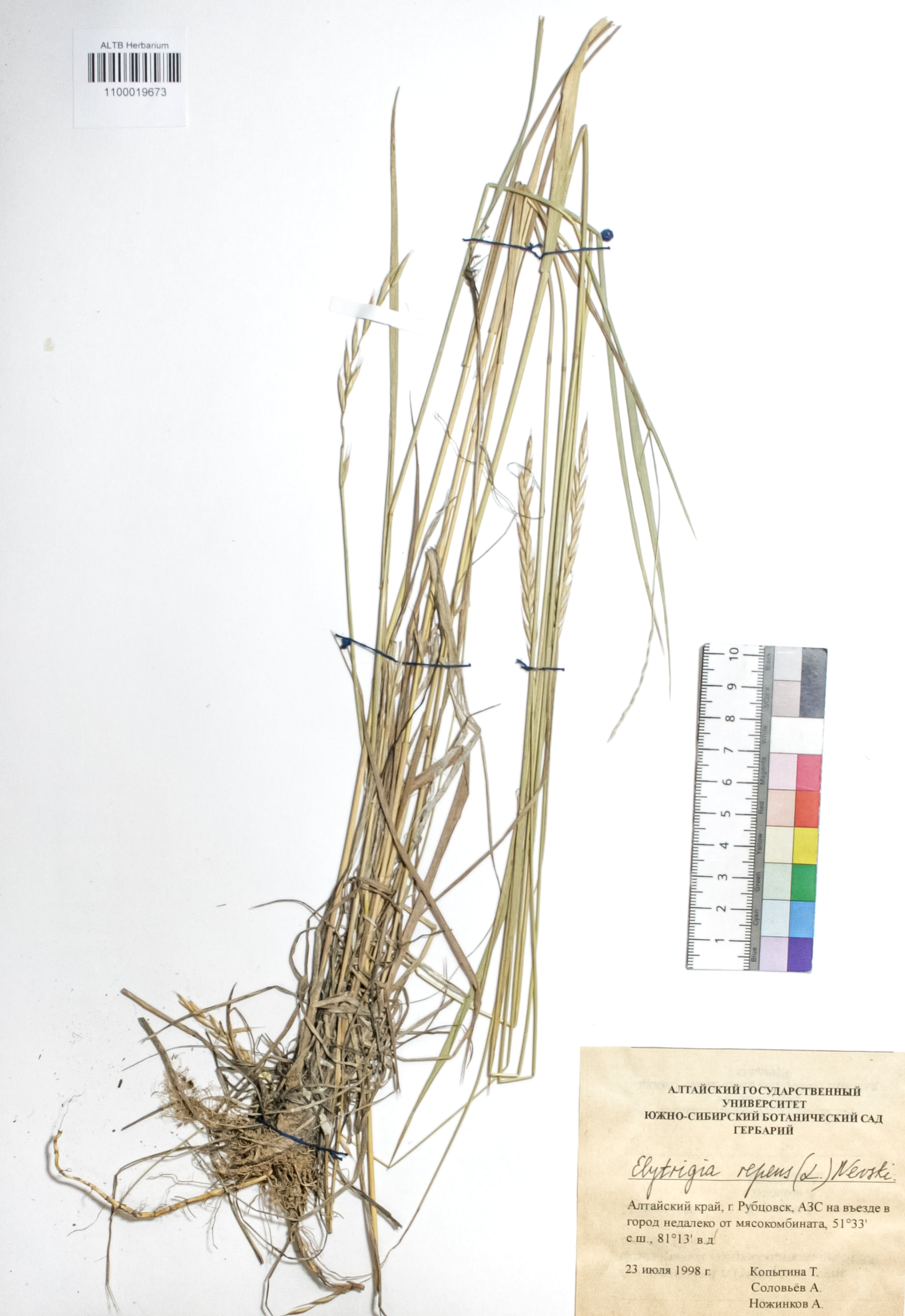 Elytrigia repens (L.) Nevski