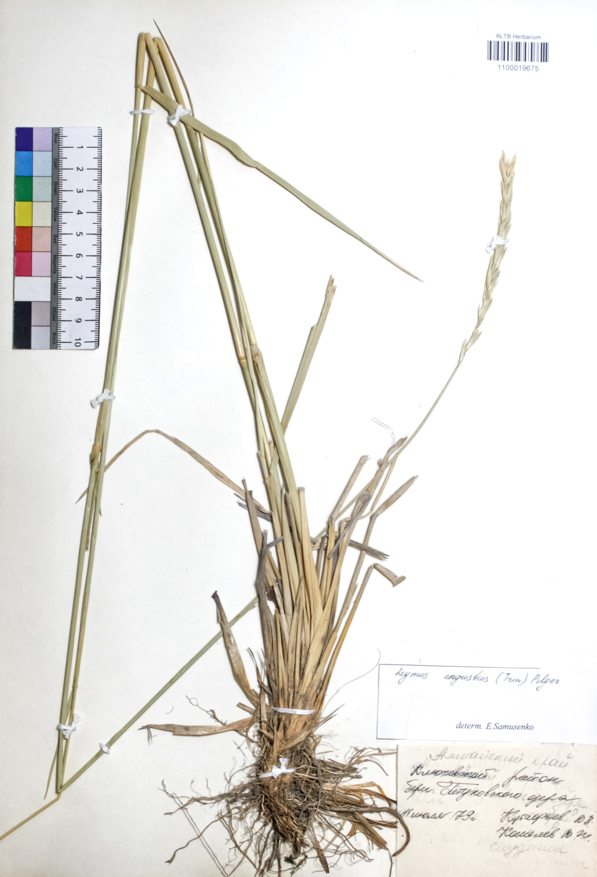 Leymus angustus (Trin.) Pilg.