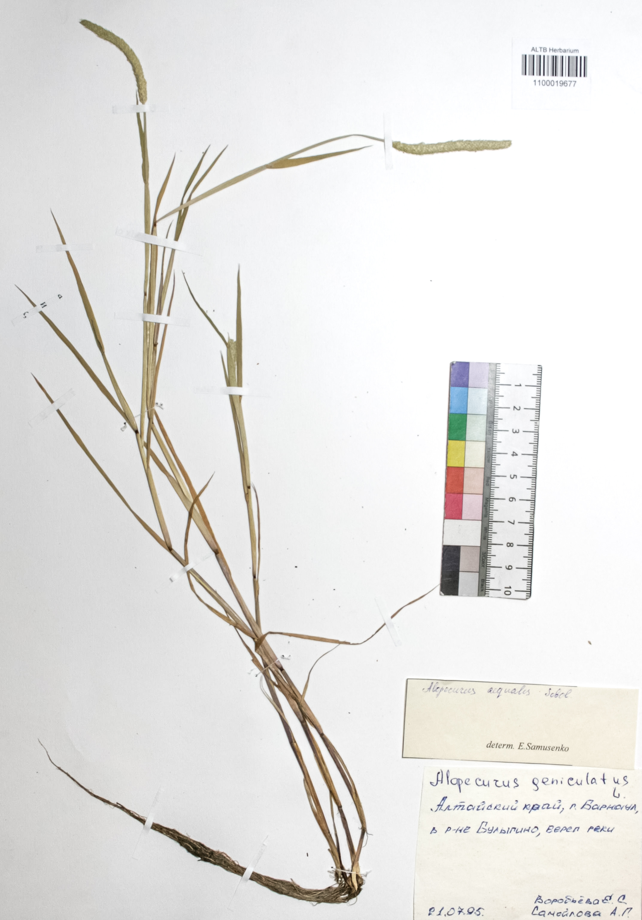 Alopecurus aequalis Sobol.