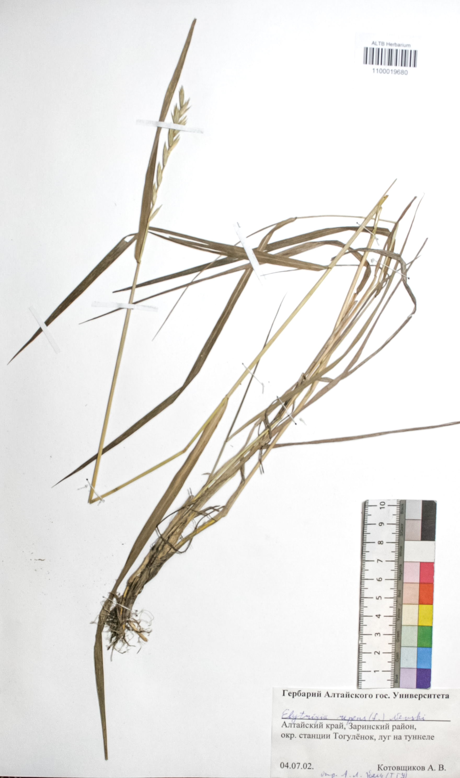 Elytrigia repens (L.) Nevski