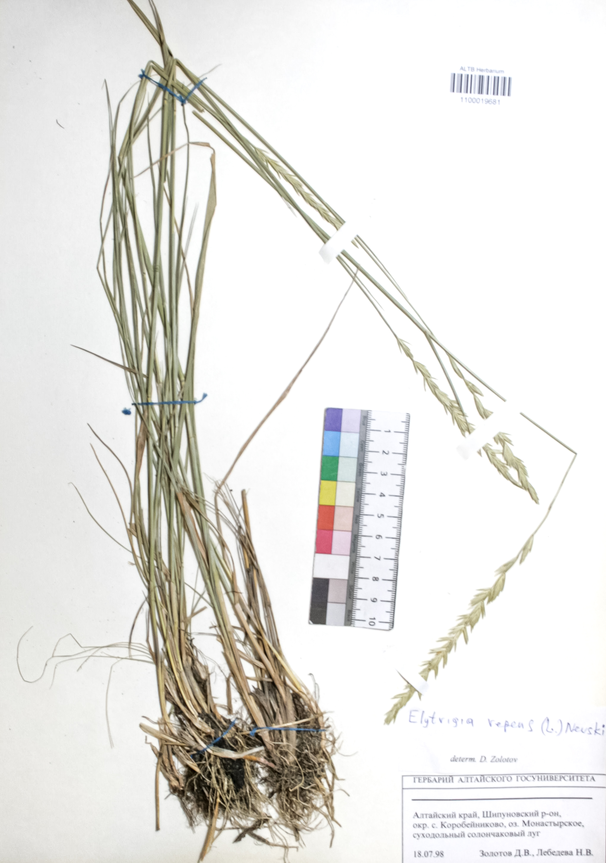 Elytrigia repens (L.) Nevski