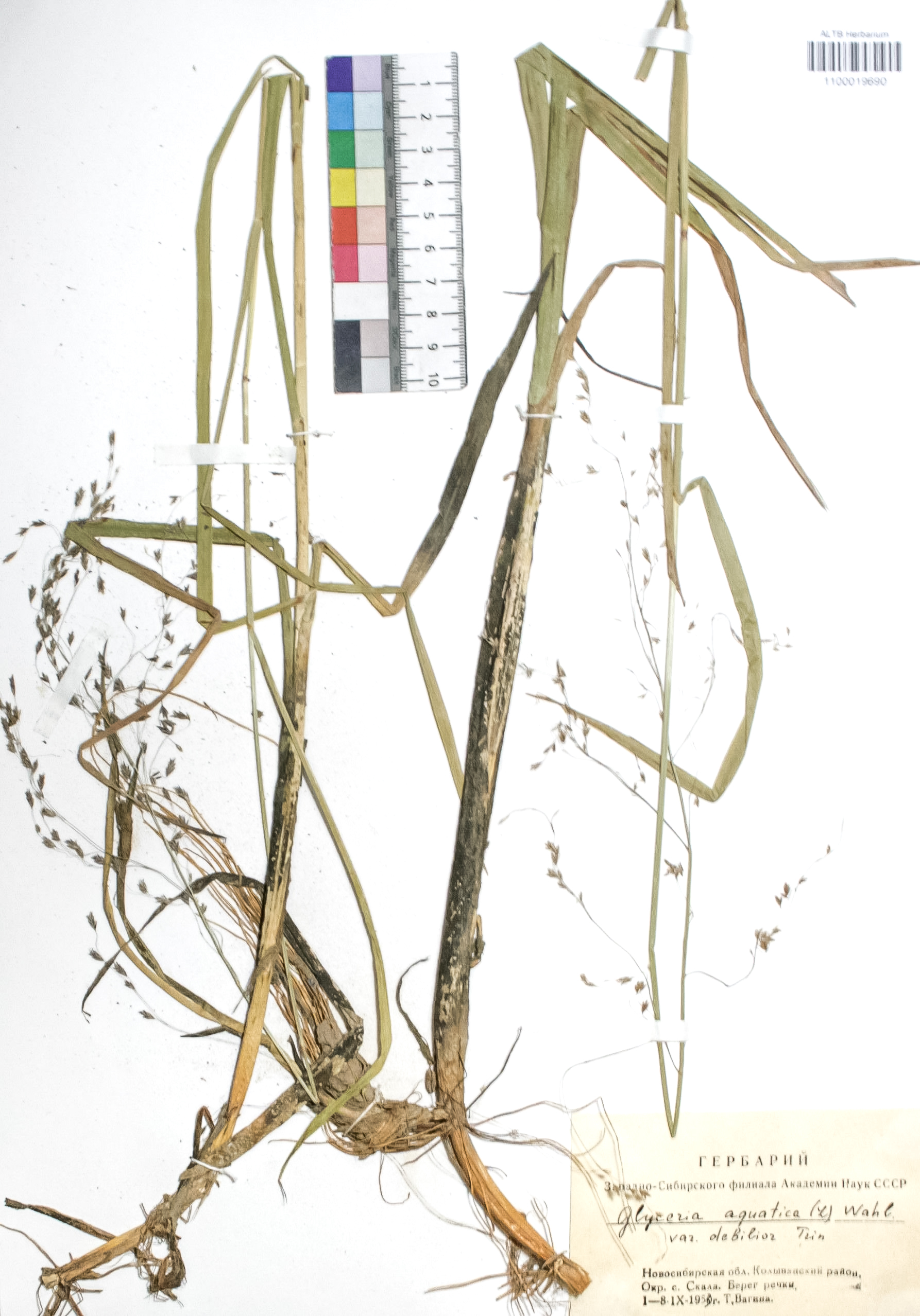 Glyceria aquatica Wahl.