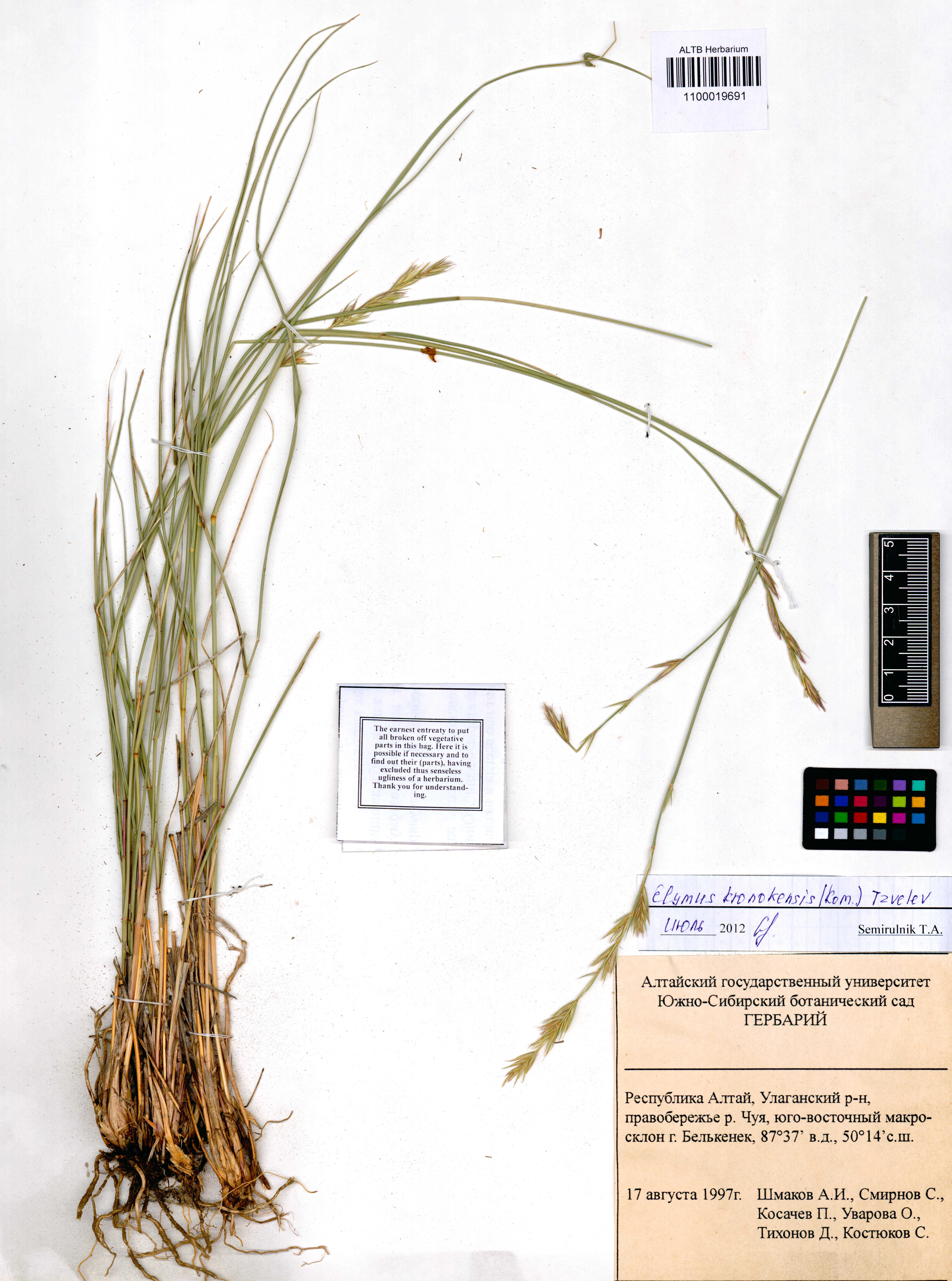 Elymus kronokensis (Kom.) Tzvel.