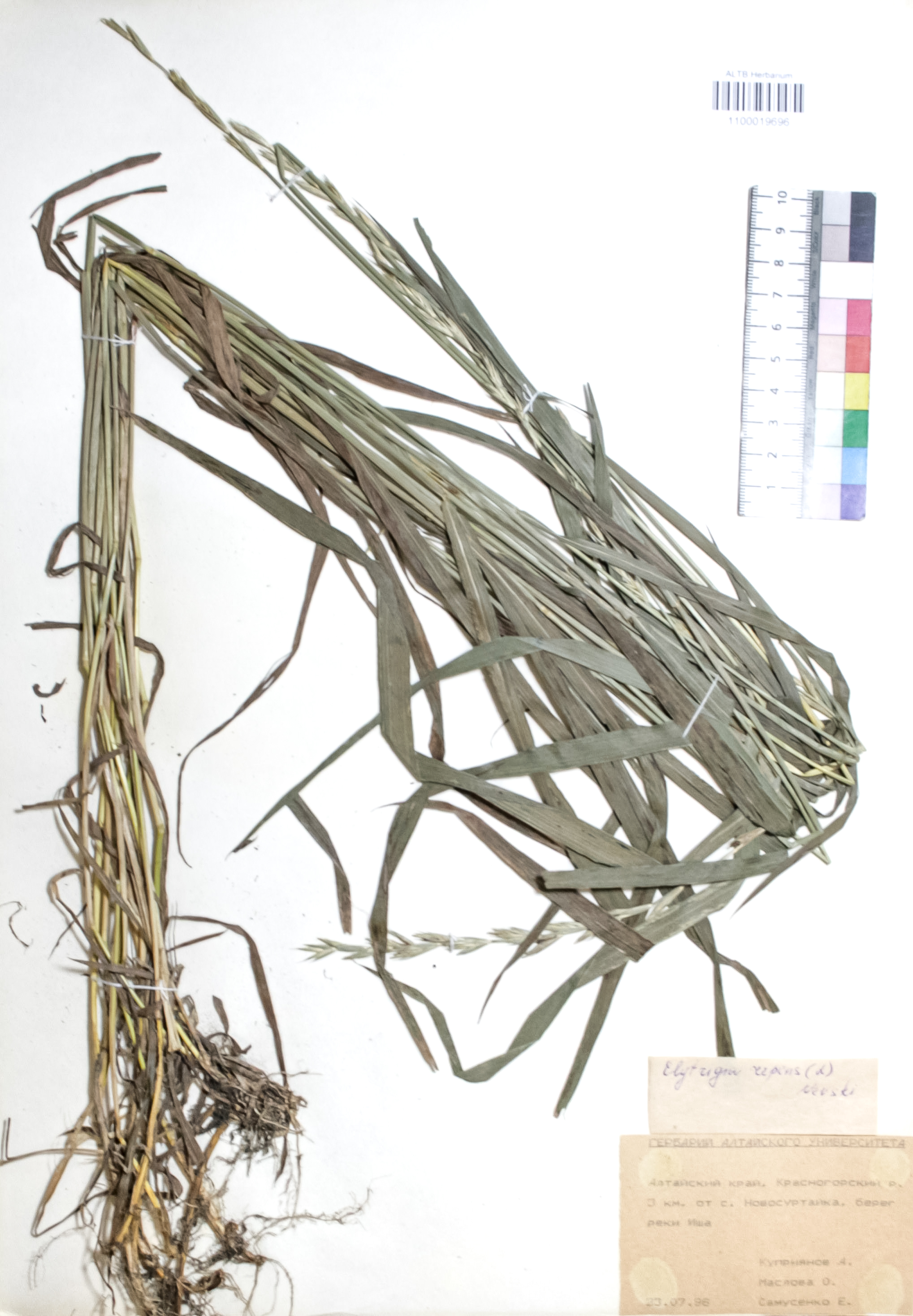 Elytrigia repens (L.) Nevski