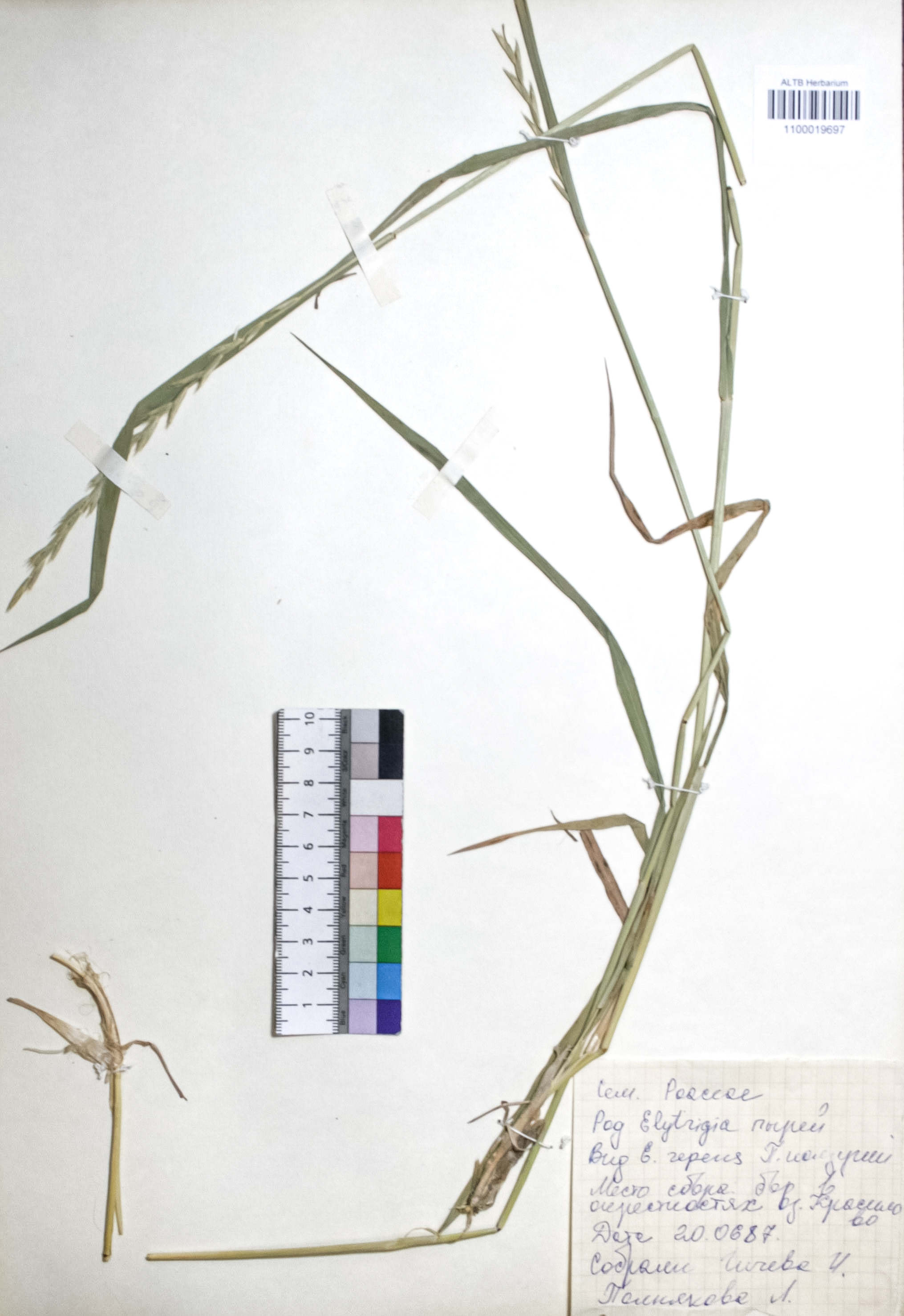 Elytrigia repens (L.) Nevski