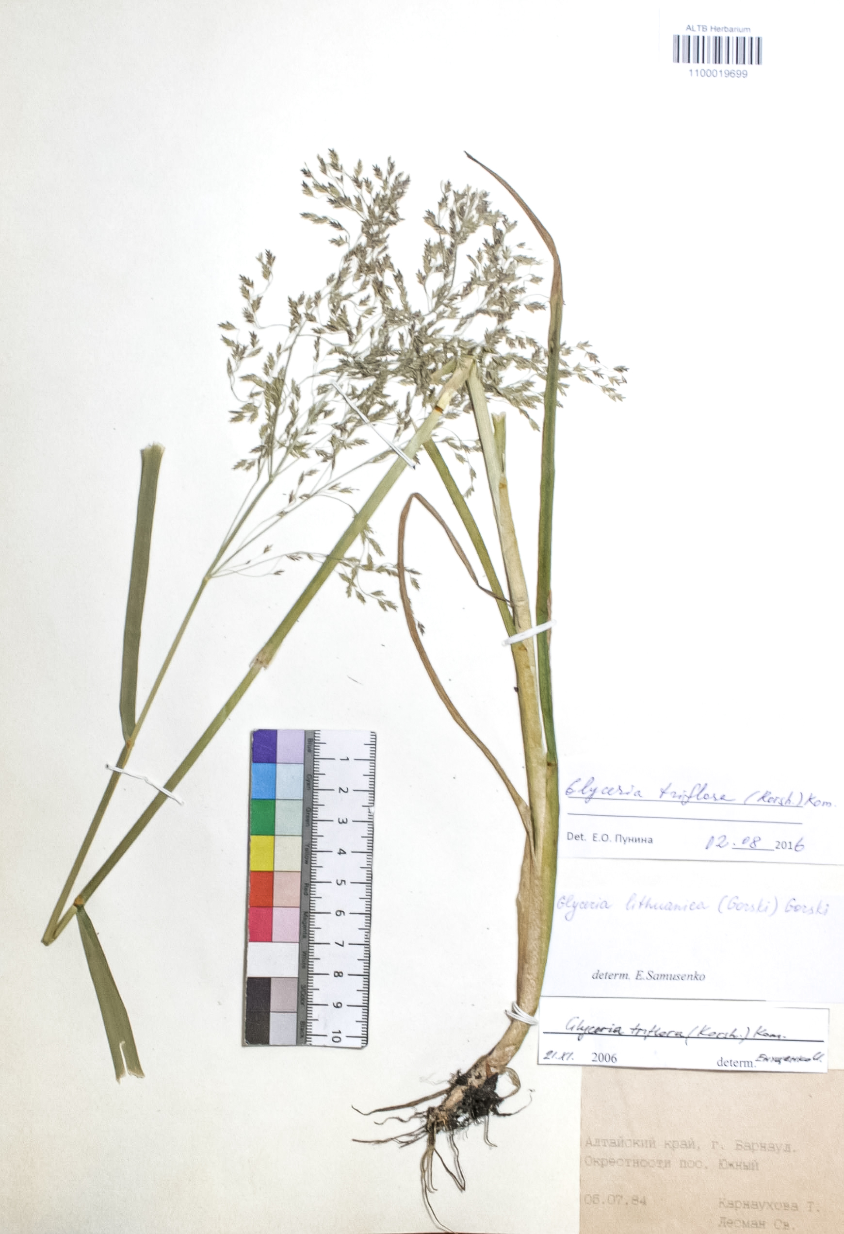 Glyceria triflora (Korsh.) Kom.
