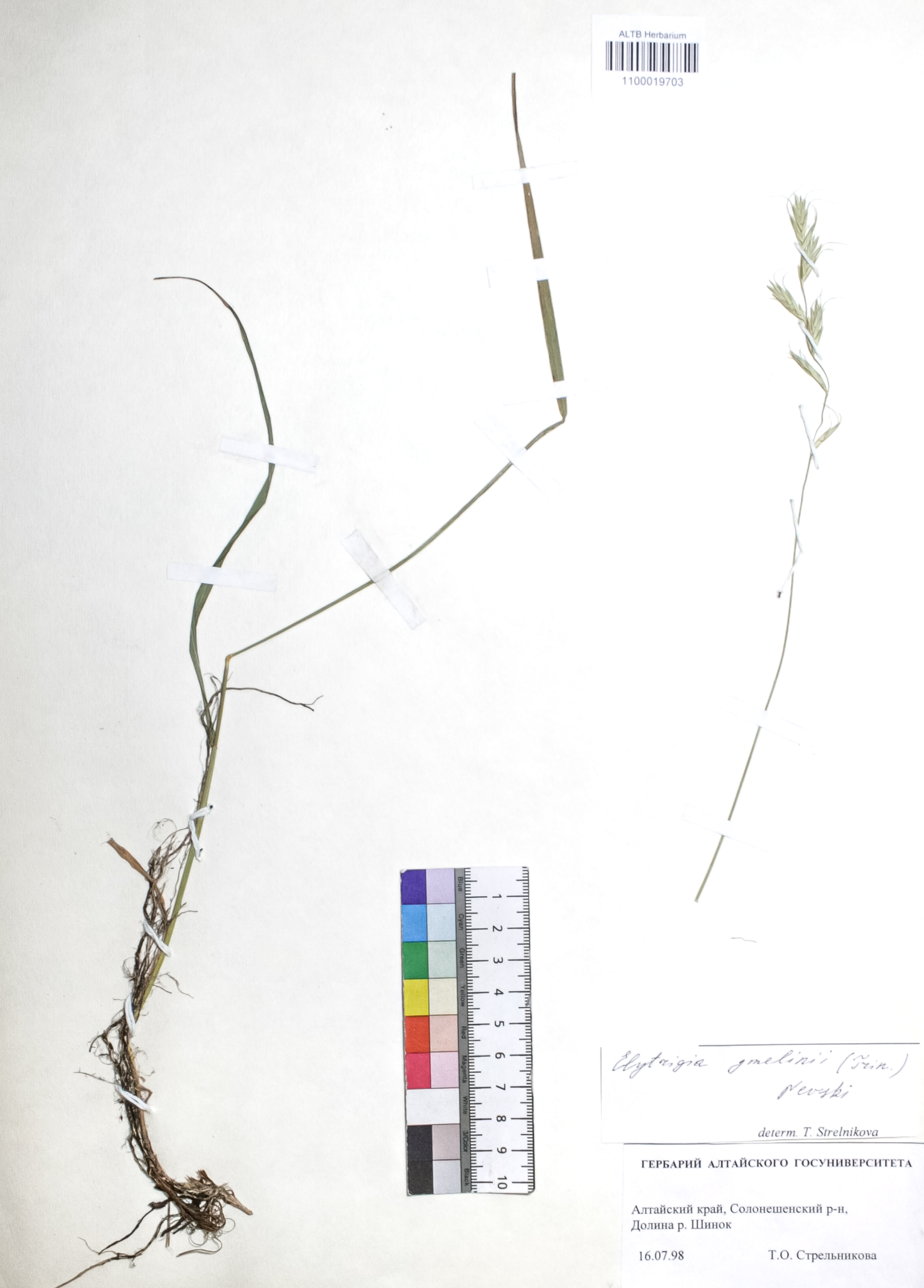 Elytrigia gmelinii (Trin.) Nevski