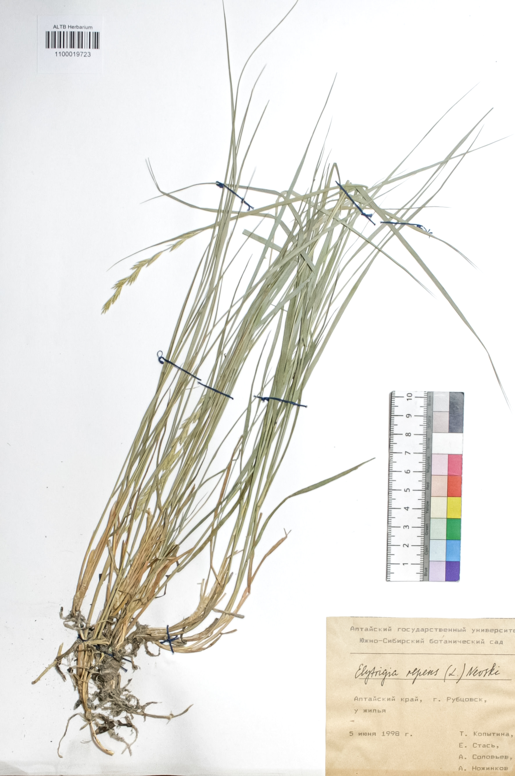 Elytrigia repens (L.) Nevski