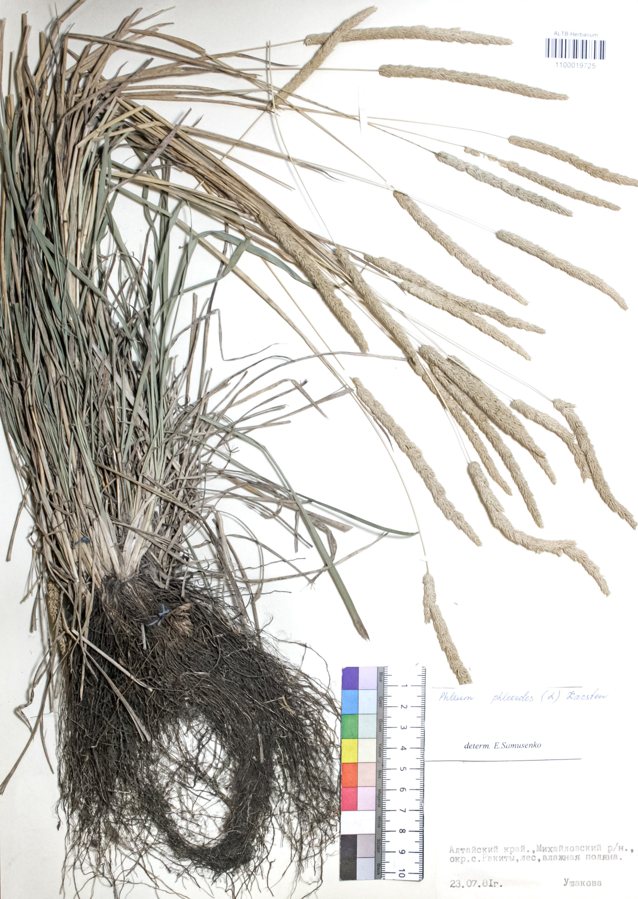 Phleum phleoides (L.) H. Karst.