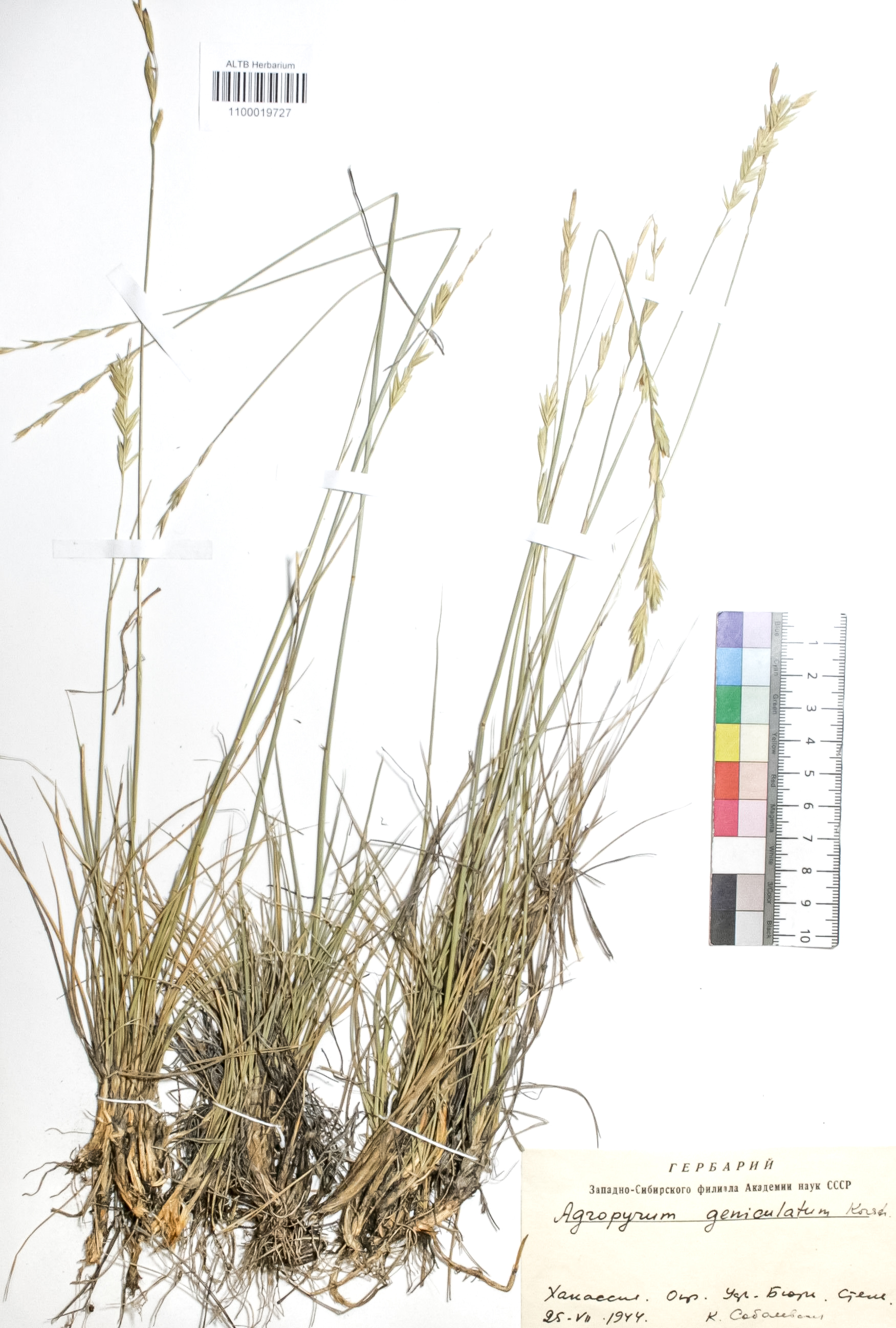 Elytrigia geniculata (Trin.) Nevski