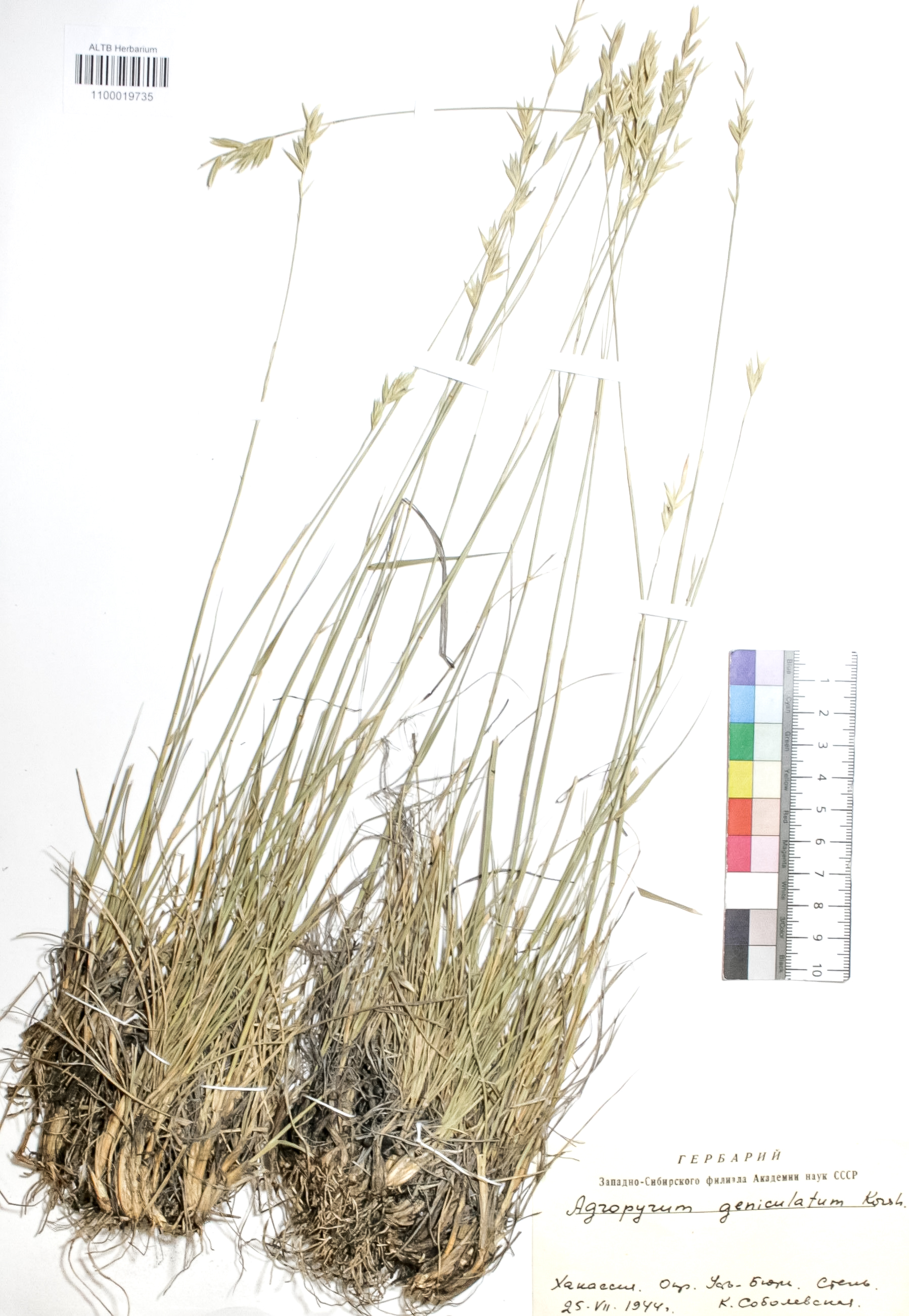 Elytrigia geniculata (Trin.) Nevski