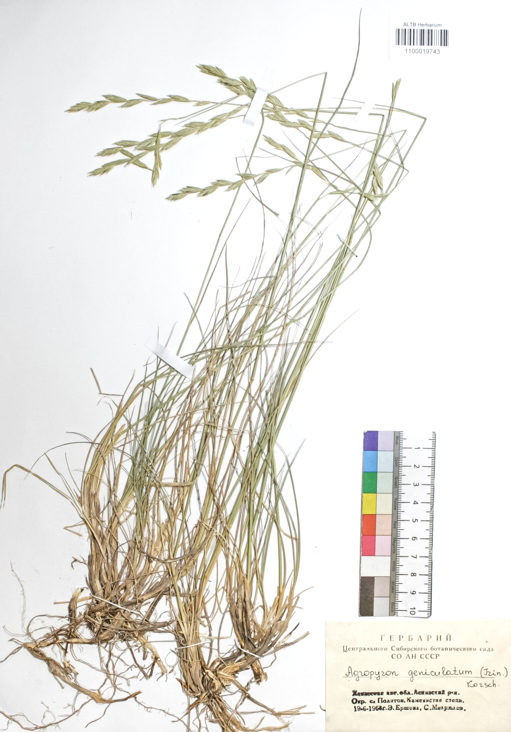 Elytrigia geniculata (Trin.) Nevski