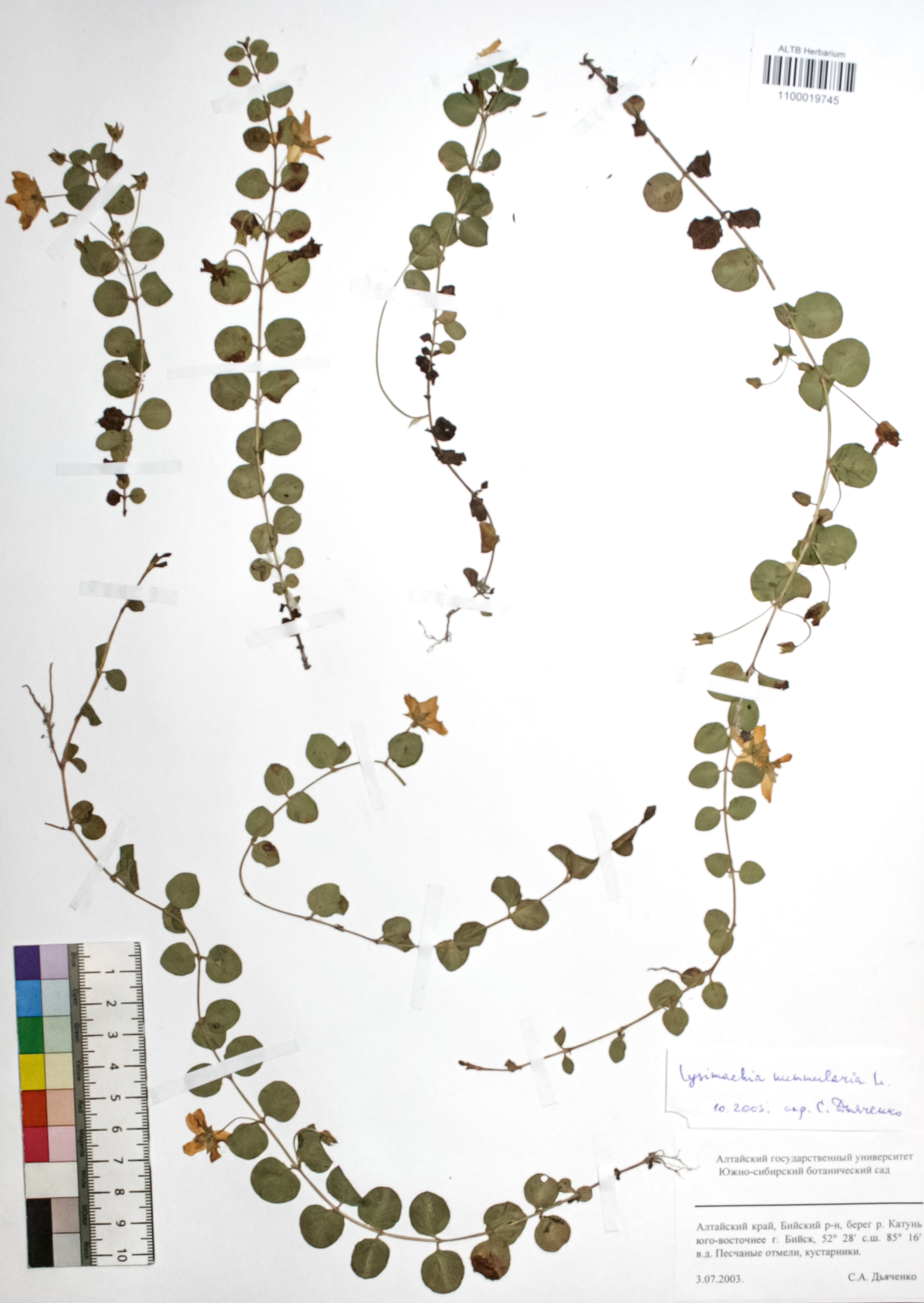 Lysimachia nummularia L.