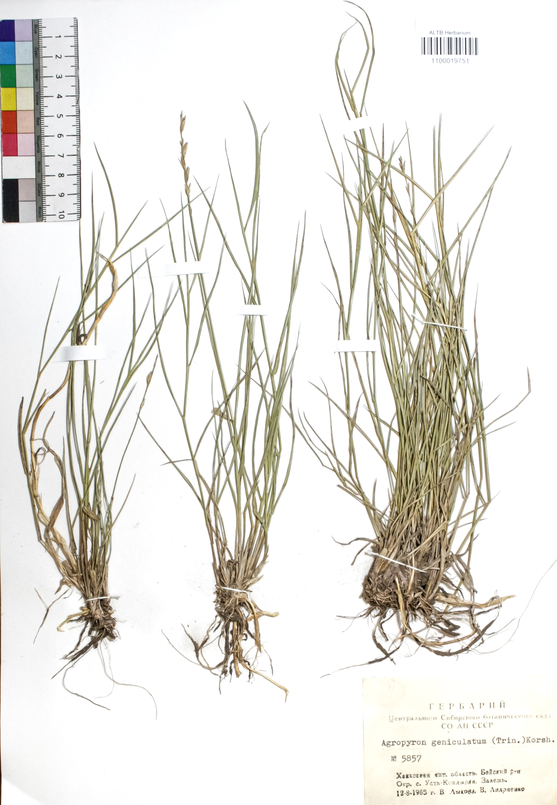 Elytrigia geniculata (Trin.) Nevski