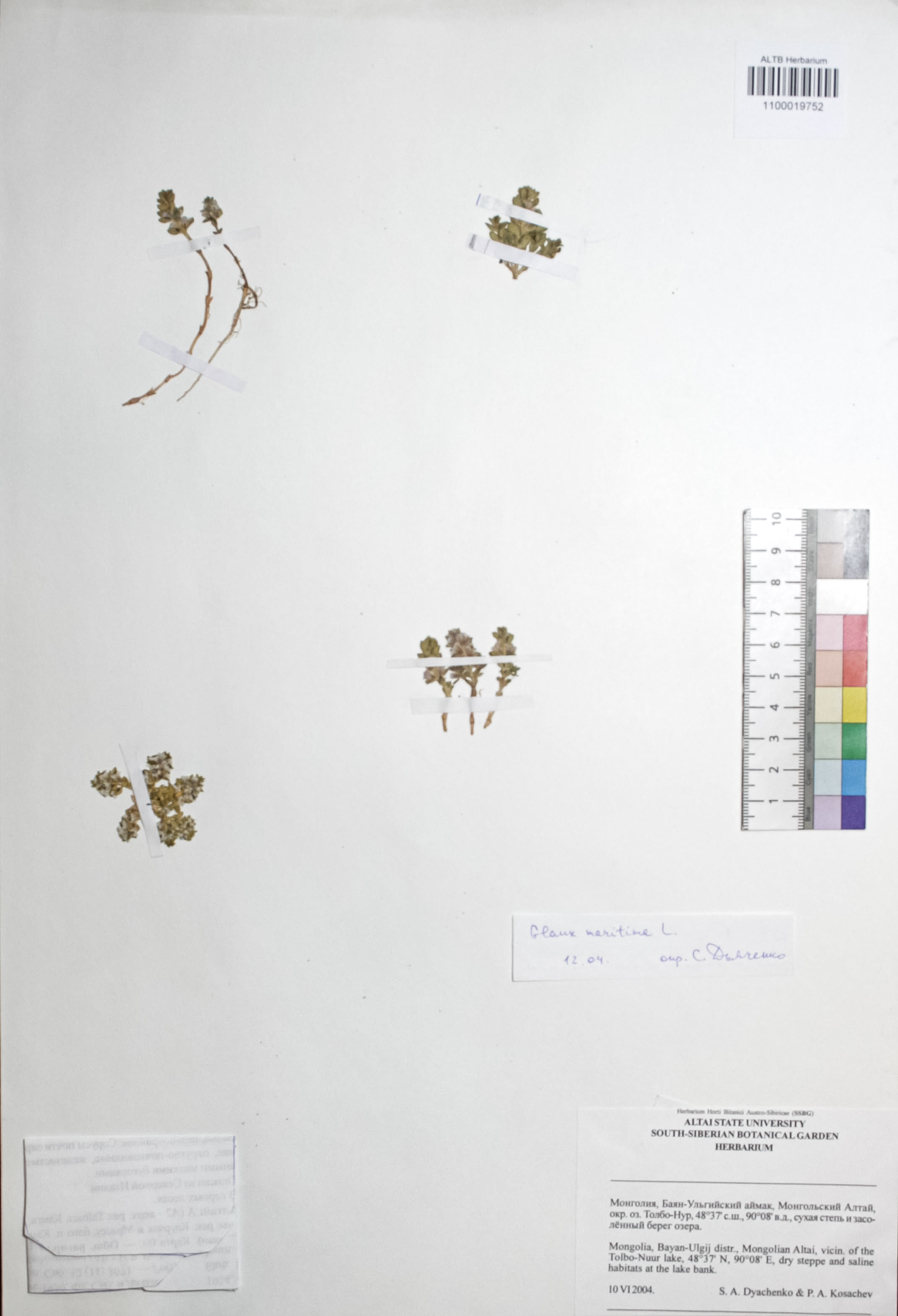 Glaux maritima L.