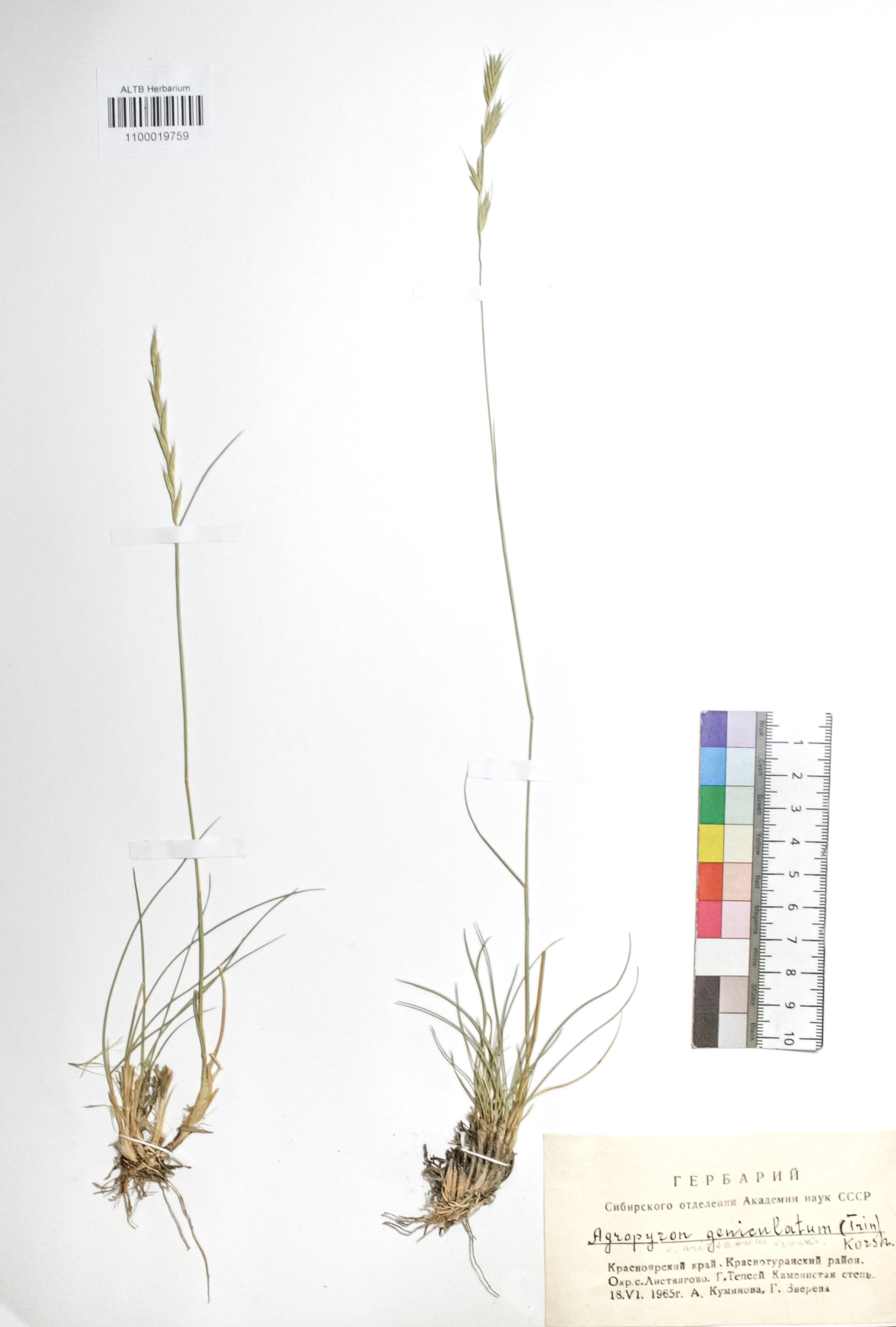 Elytrigia geniculata (Trin.) Nevski