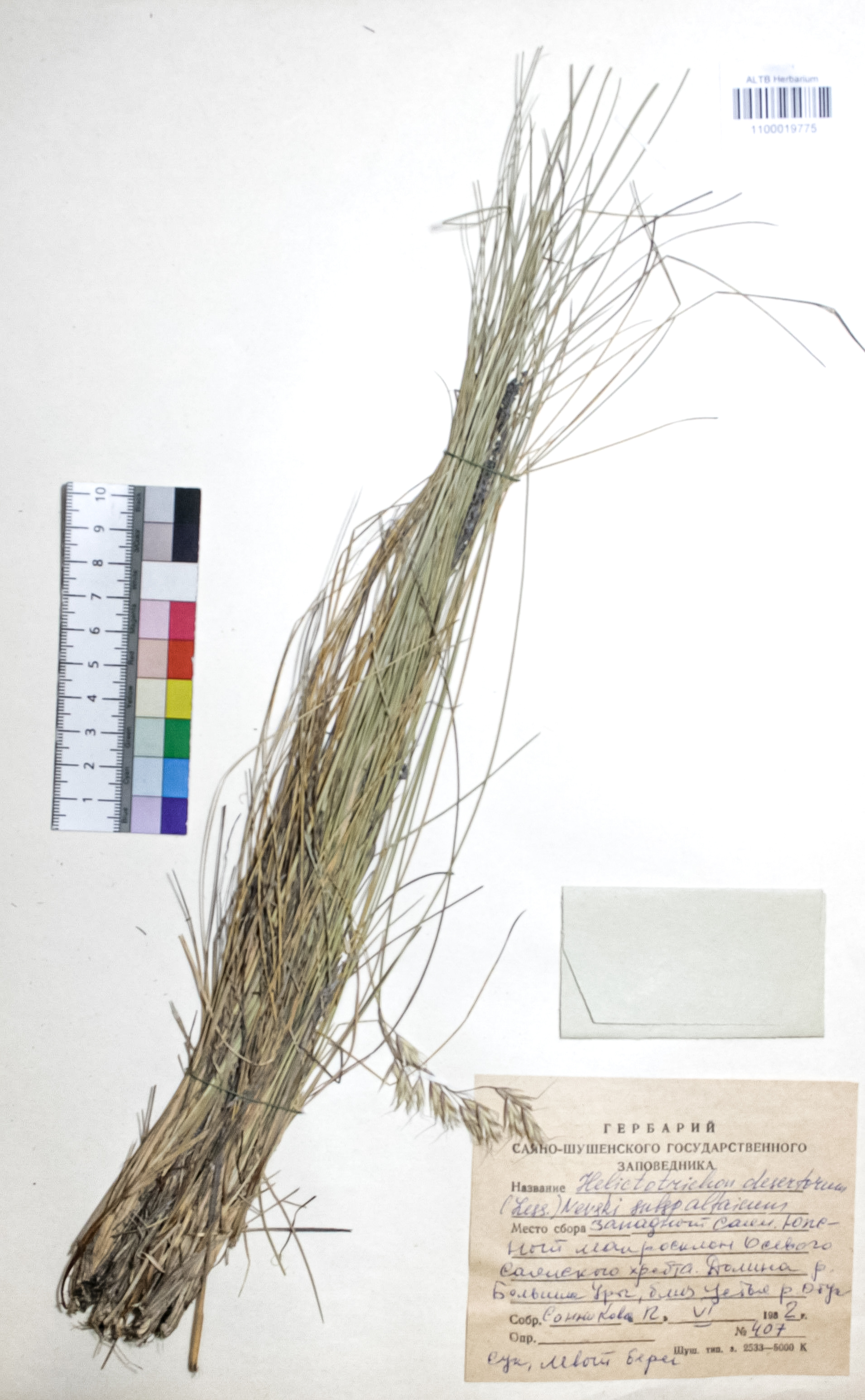 Helictotrichon desertorum (Less.) Nevski