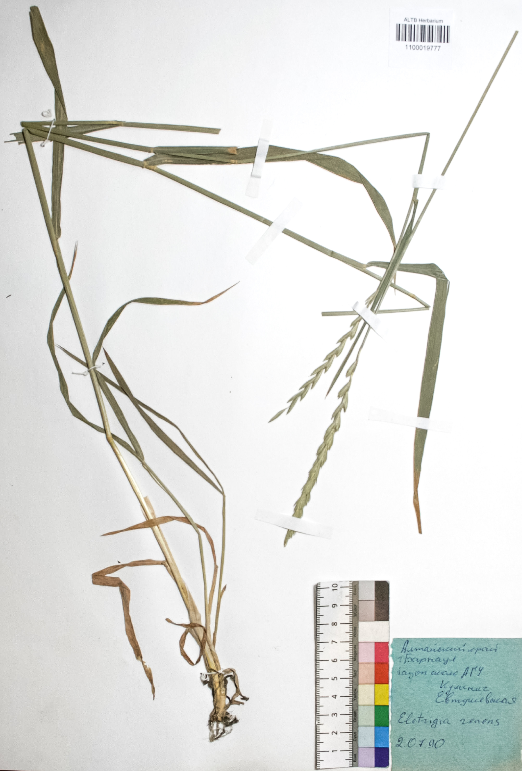 Elytrigia repens (L.) Nevski