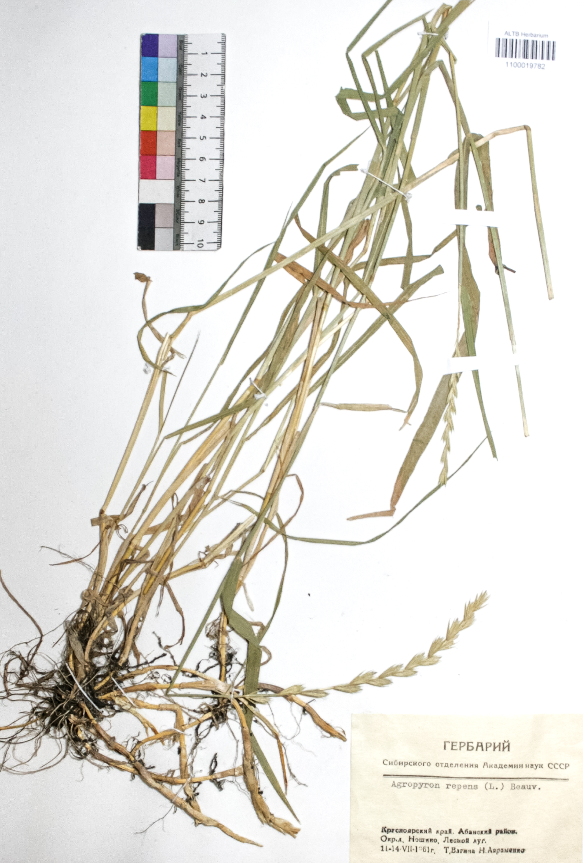 Agropyron repens (L.) P. B.