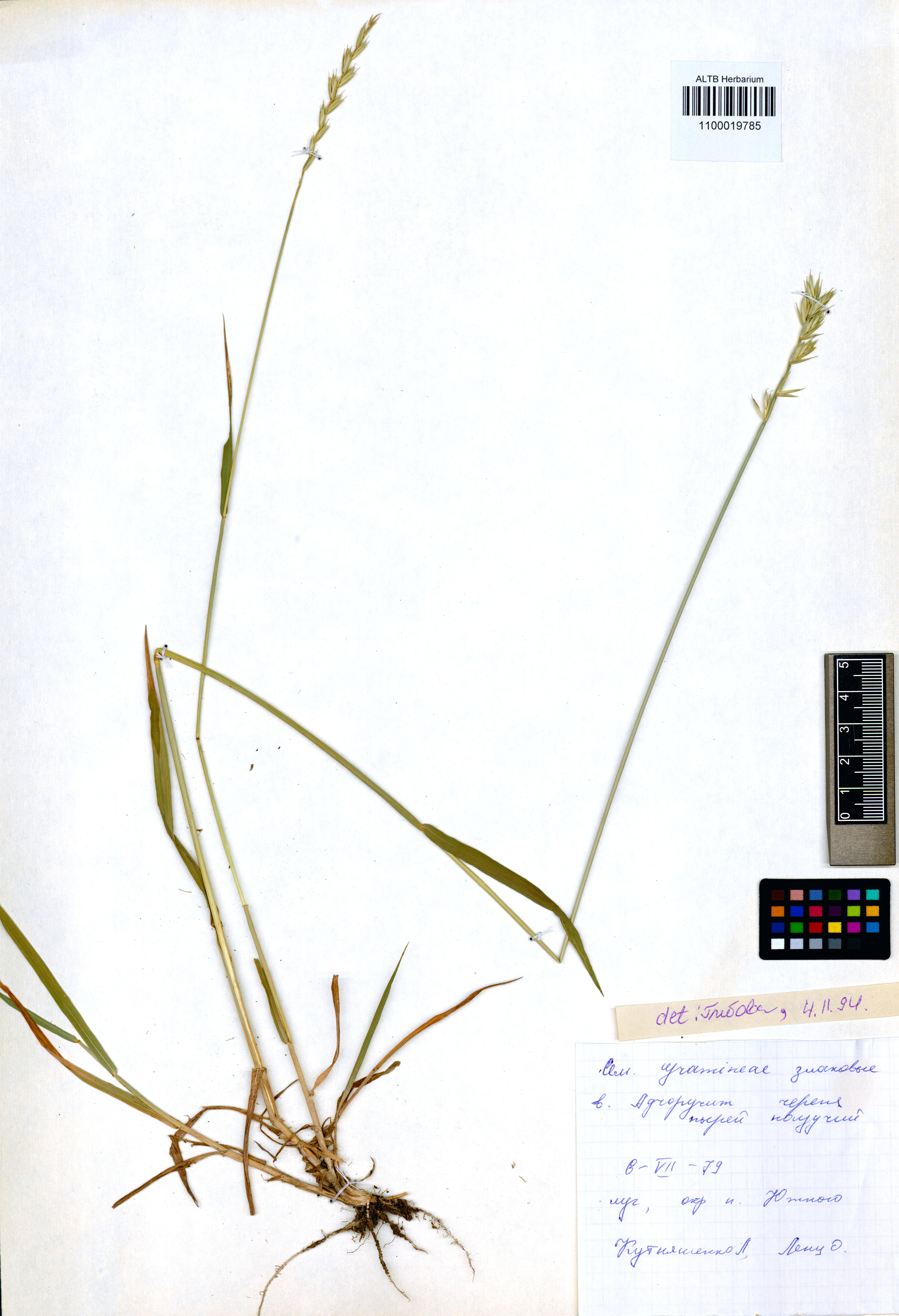 Elytrigia repens (L.) Nevski