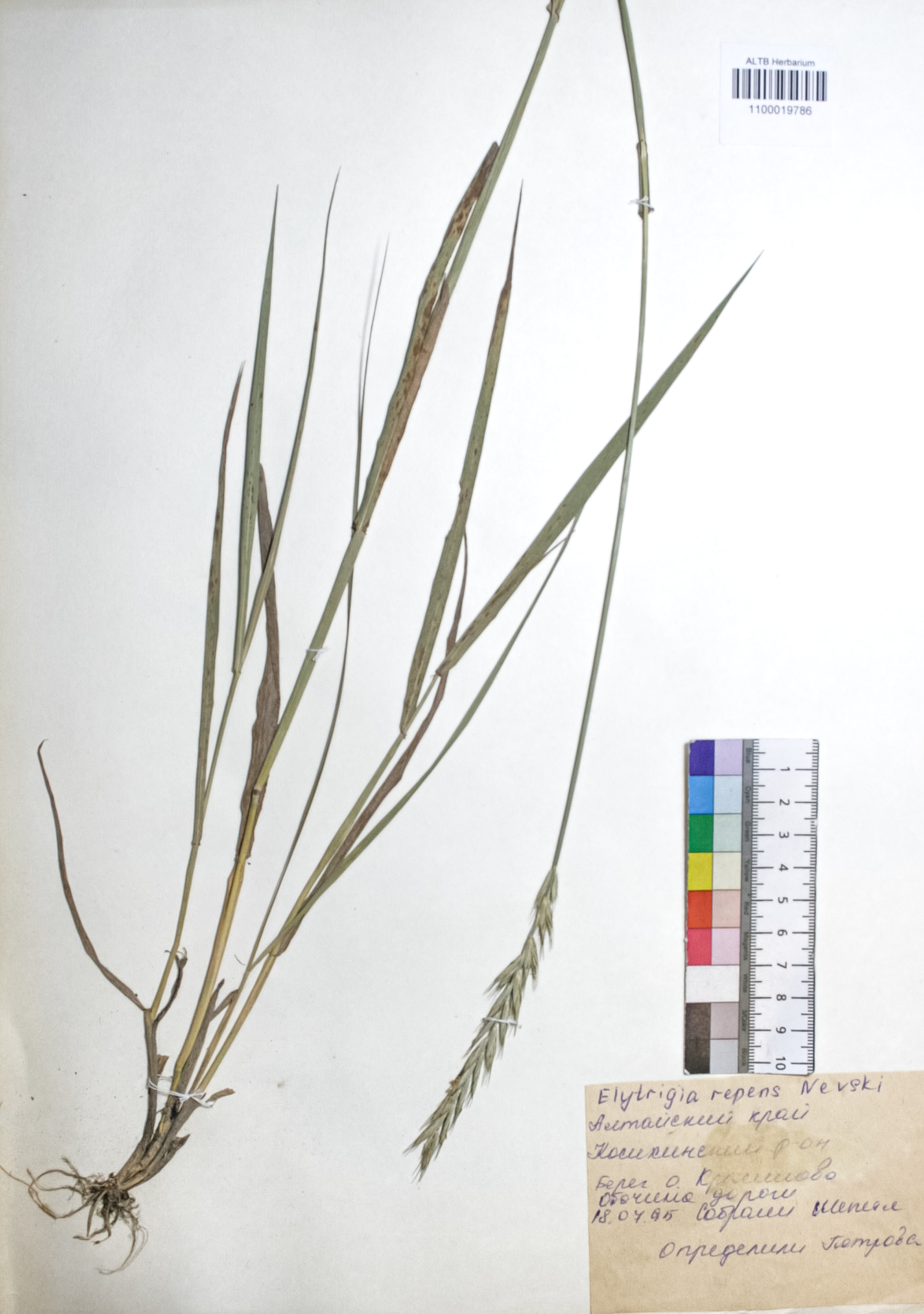 Elytrigia repens (L.) Nevski