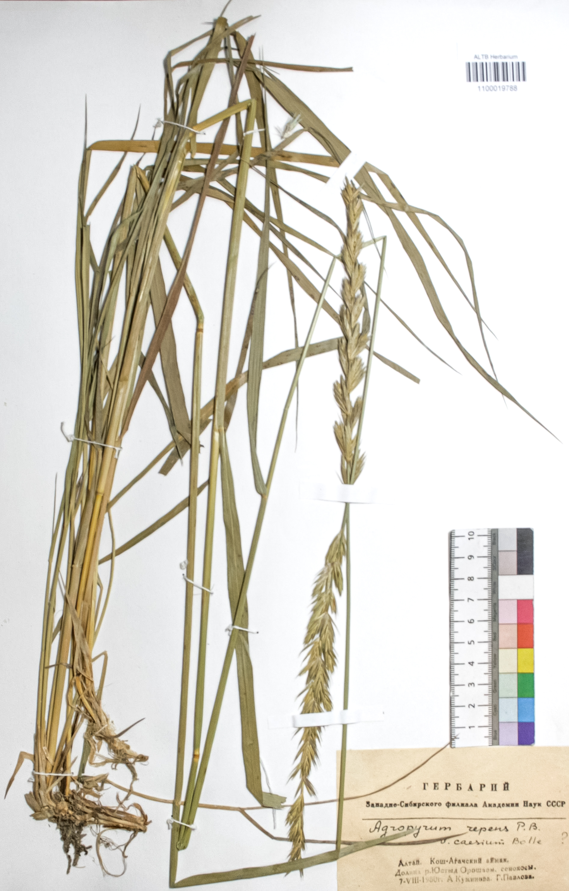 Agropyron repens (L.) P. B.