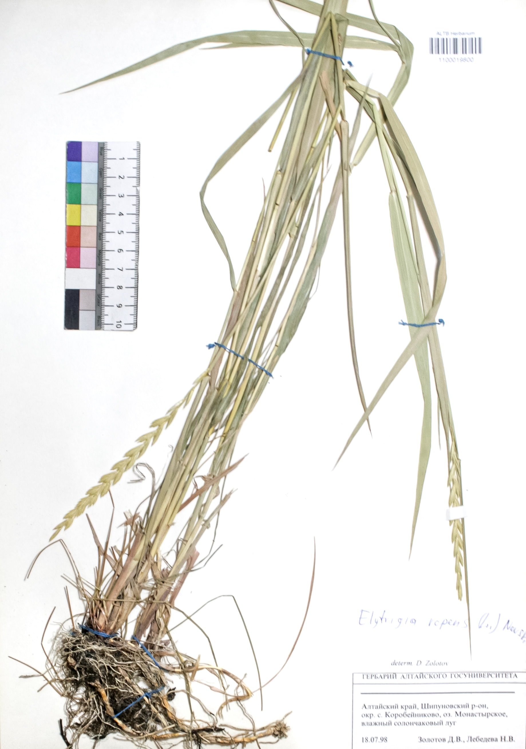 Elytrigia repens (L.) Nevski