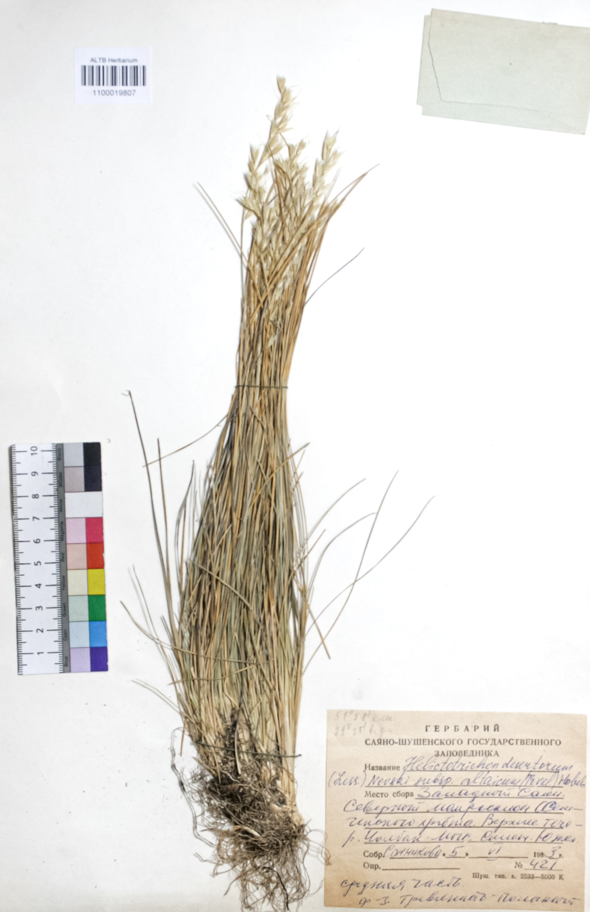 Helictotrichon desertorum (Less.) Nevski