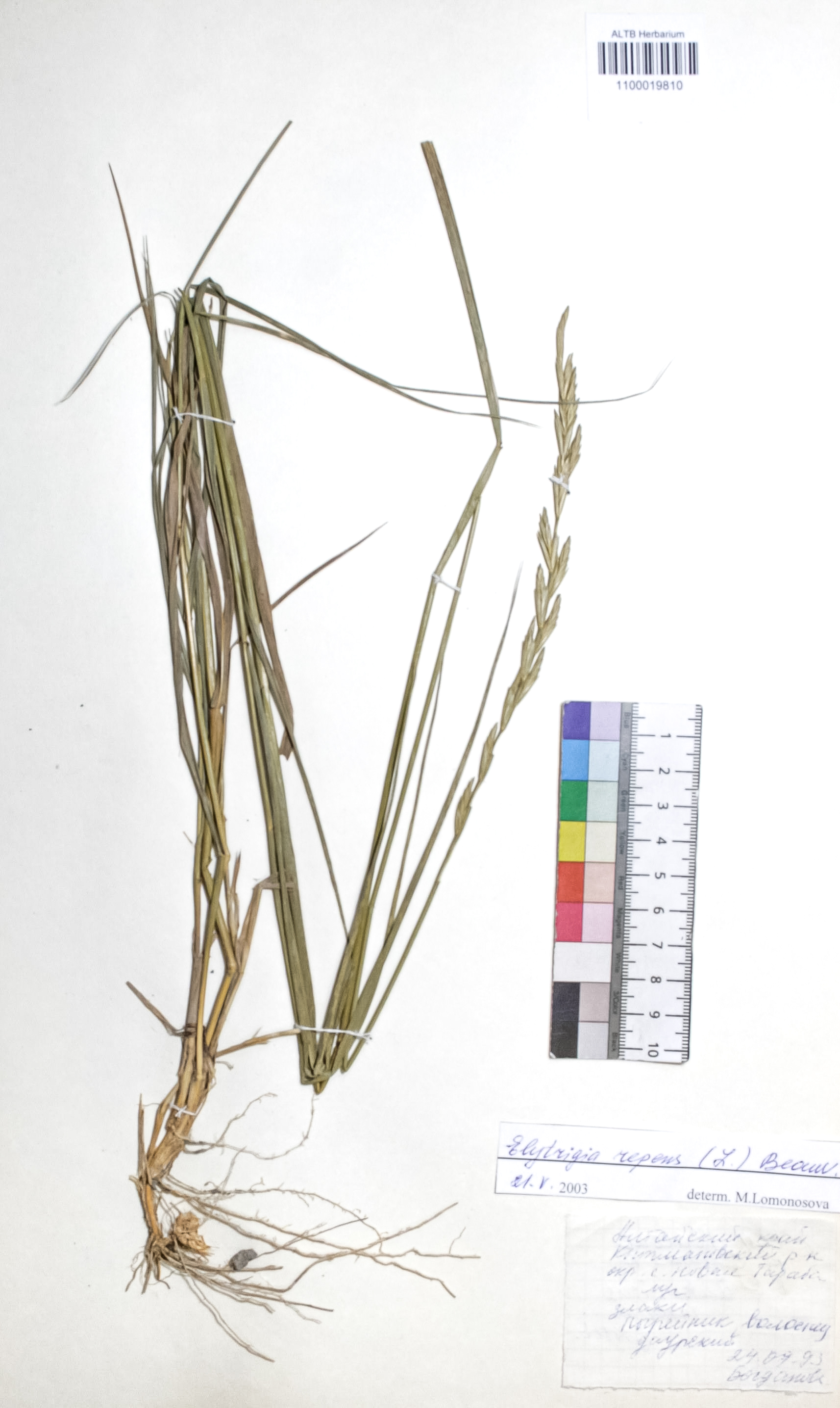 Elytrigia repens (L.) Nevski