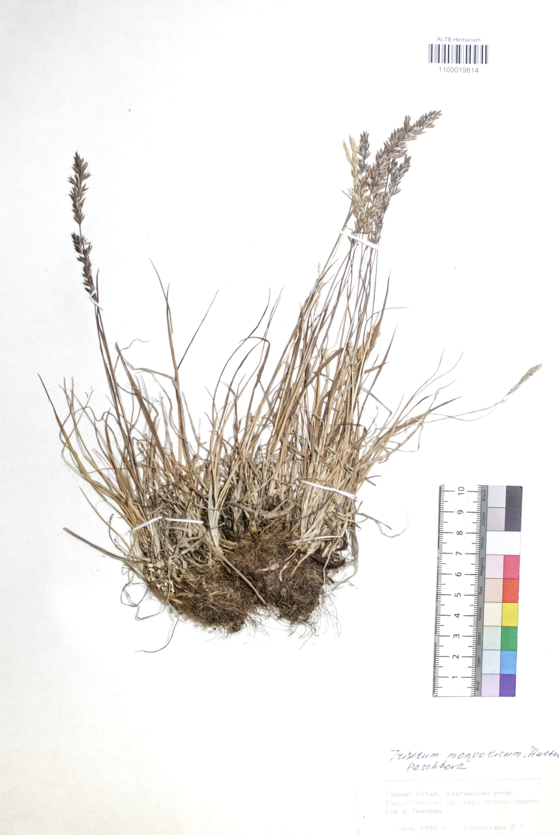 Trisetum mongolicum (Hultén) Peschkova