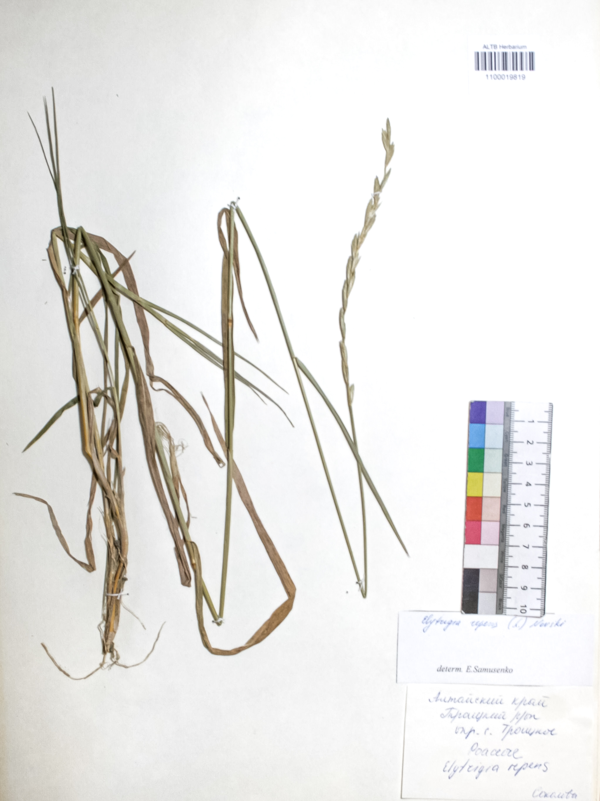 Elytrigia repens (L.) Nevski