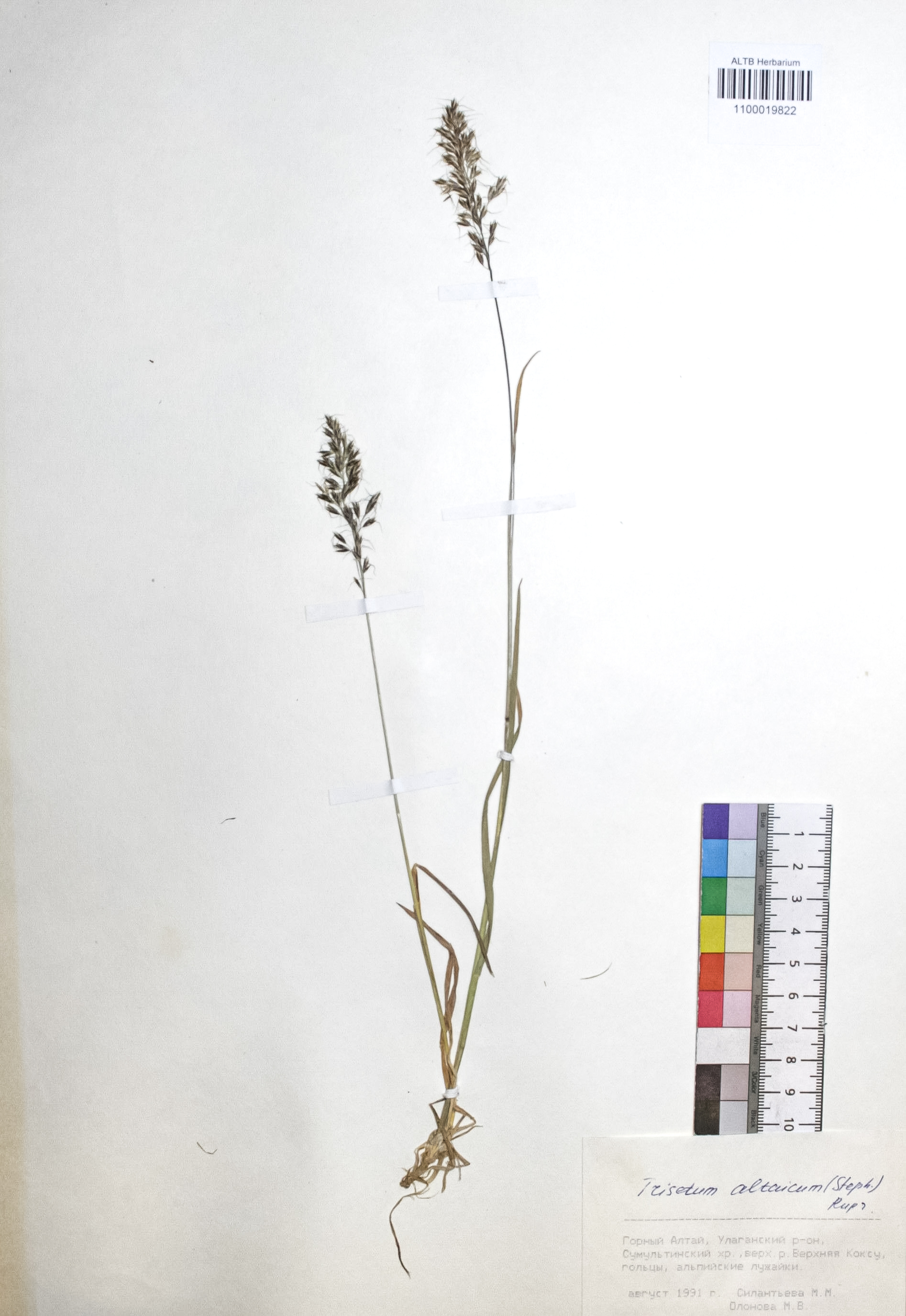 Trisetum altaicum (Steph.) Roshev.